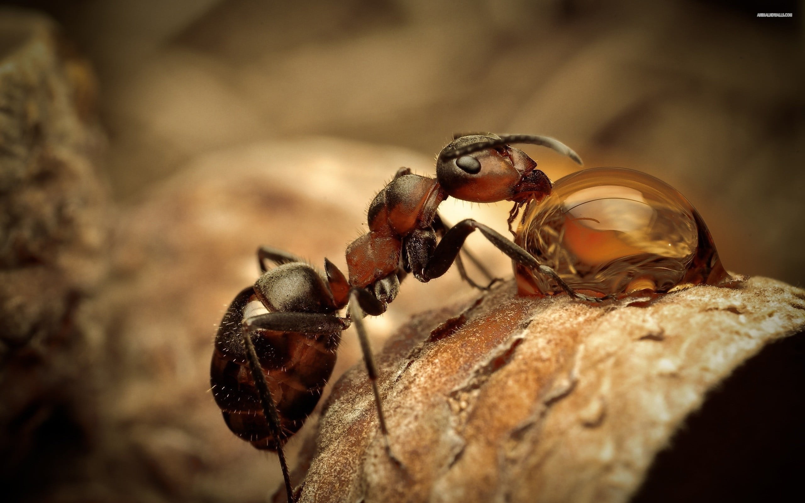 day, close-up, backgrounds, selective focus, group of animals, macro, animal wing, focus on foreground, brown, wildlife, animals in the wild, nature, animal wildlife, HD Wallpaper
