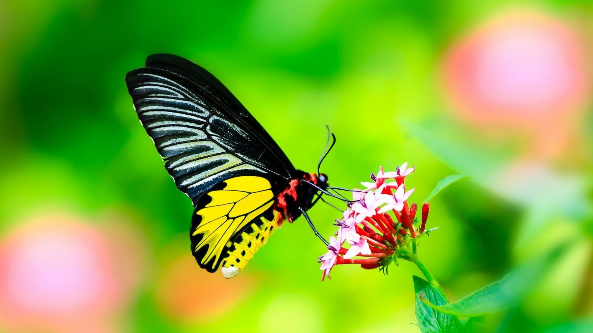 focus on foreground, animal wildlife, butterfly, flower head, butterfly - insect, one animal, nature, outdoors, green color, animal, plant, pollination, HD Wallpaper
