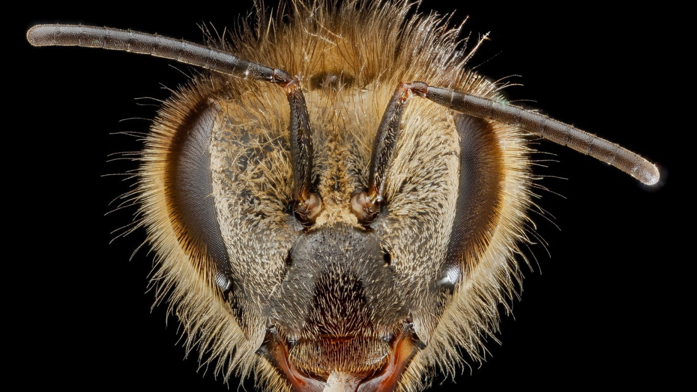 close, nature, bees, 720P, mouth open, macro, animal themes, hair, photography, extreme close-up, animal mouth, head, animal, black background, animal body part, HD Wallpaper
