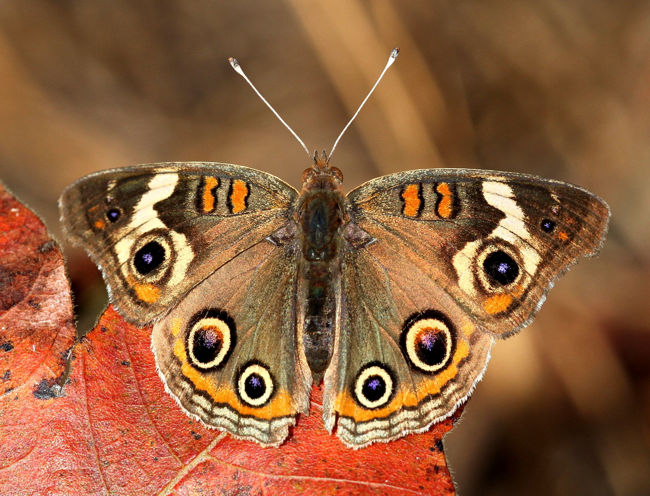 macro, Butterfly, fall, carphephorus, animal Wing, red  leaf, fragility, richmond county, Capture, north carolina, Common Buckeye, buckeye, butterfly - Insect, HD Wallpaper