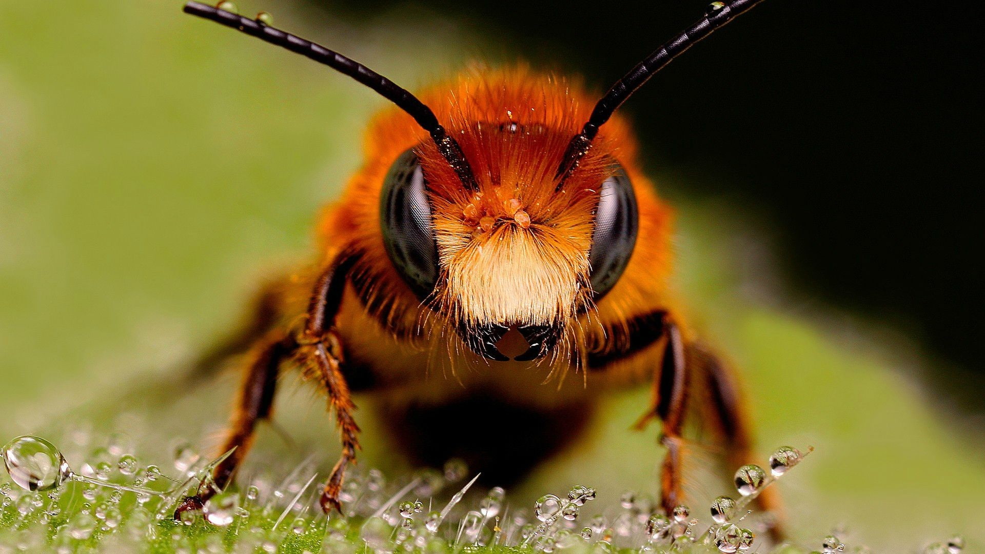 animals, insect, nature, 1080P, bees, HD Wallpaper