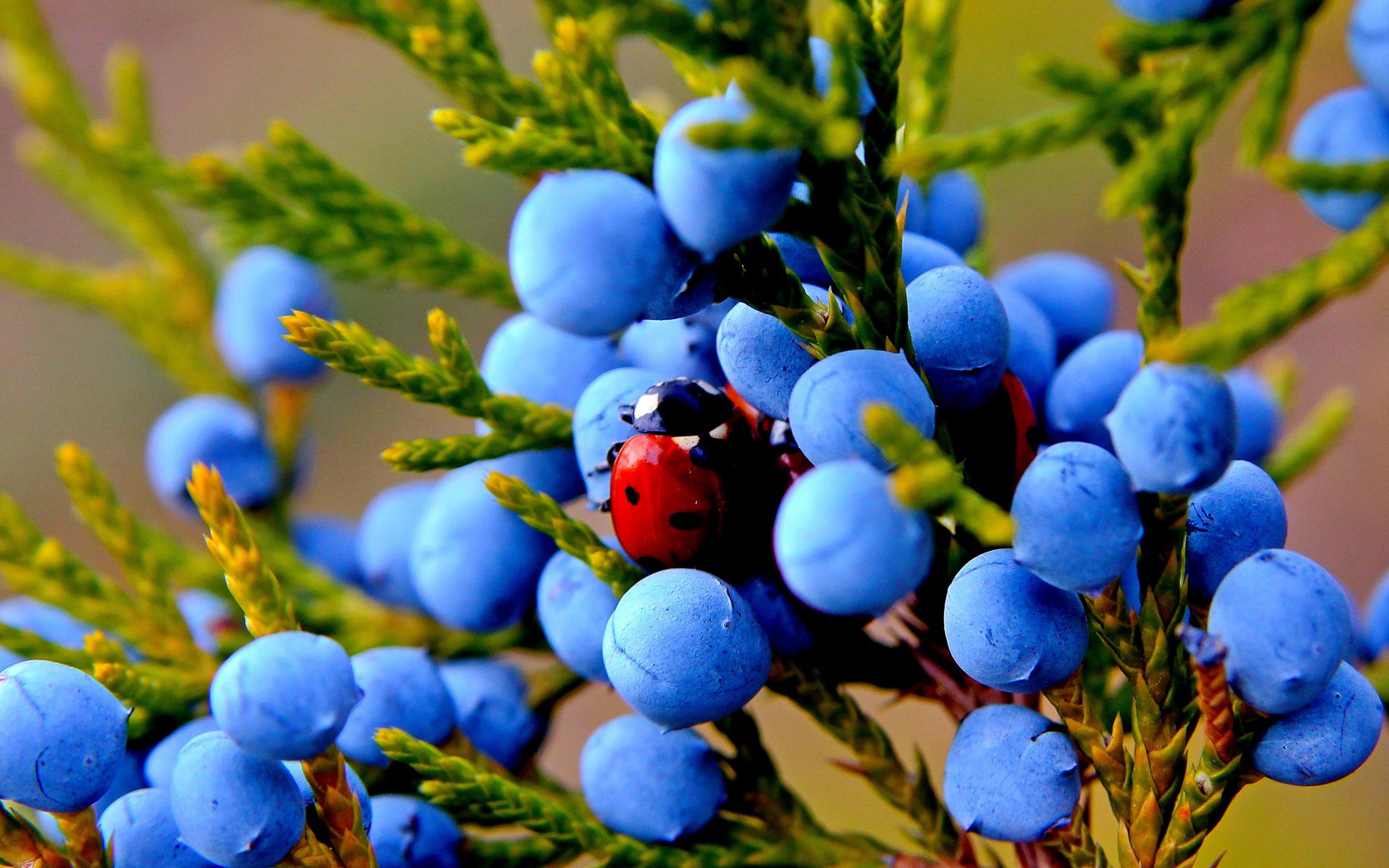 Insect, Ladybug, Blue, Berries, Juniper, 2K, HD Wallpaper