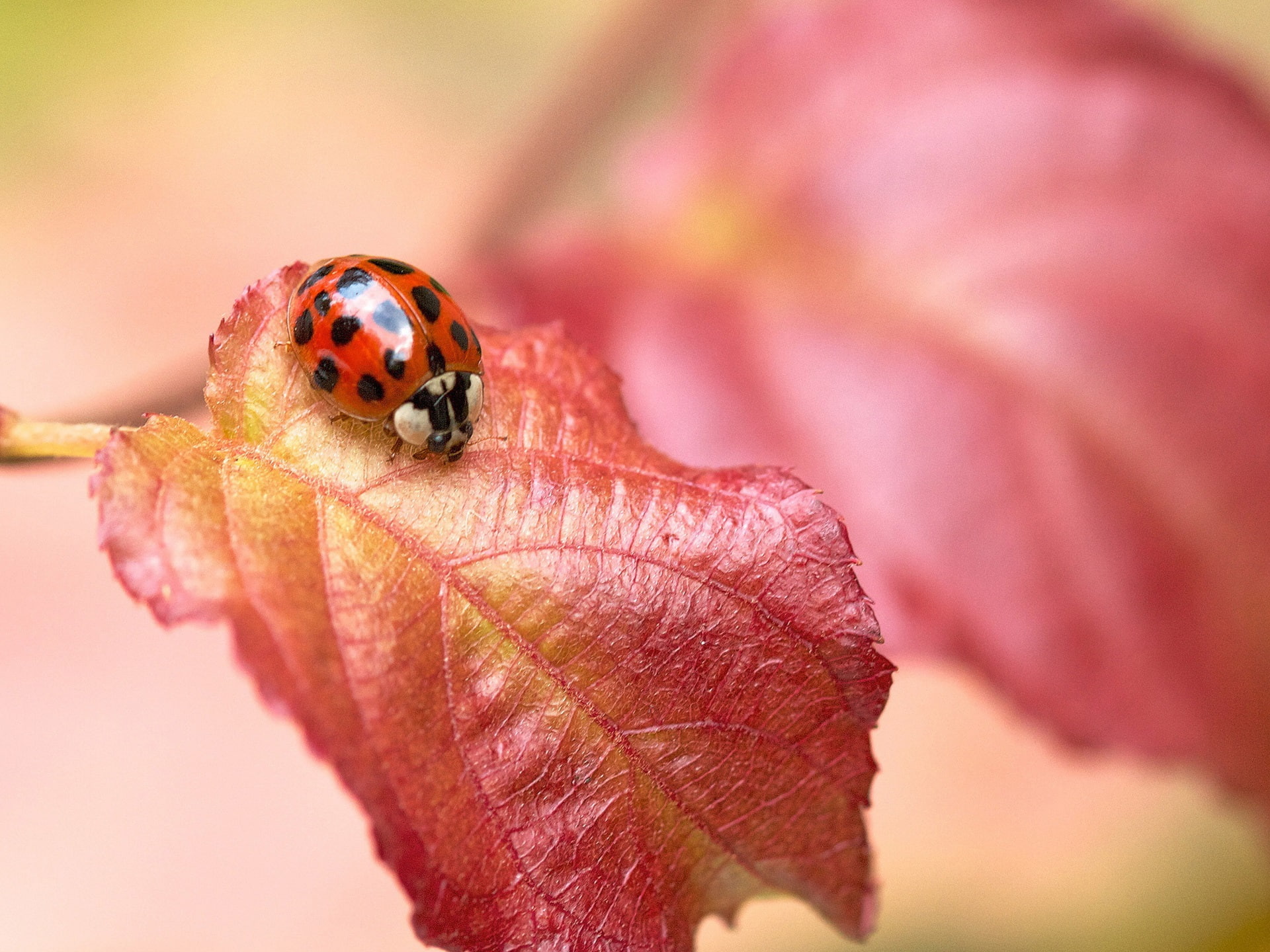 1080P, Leaf, Ladybug, Insect, black, Red, beetle, HD Wallpaper