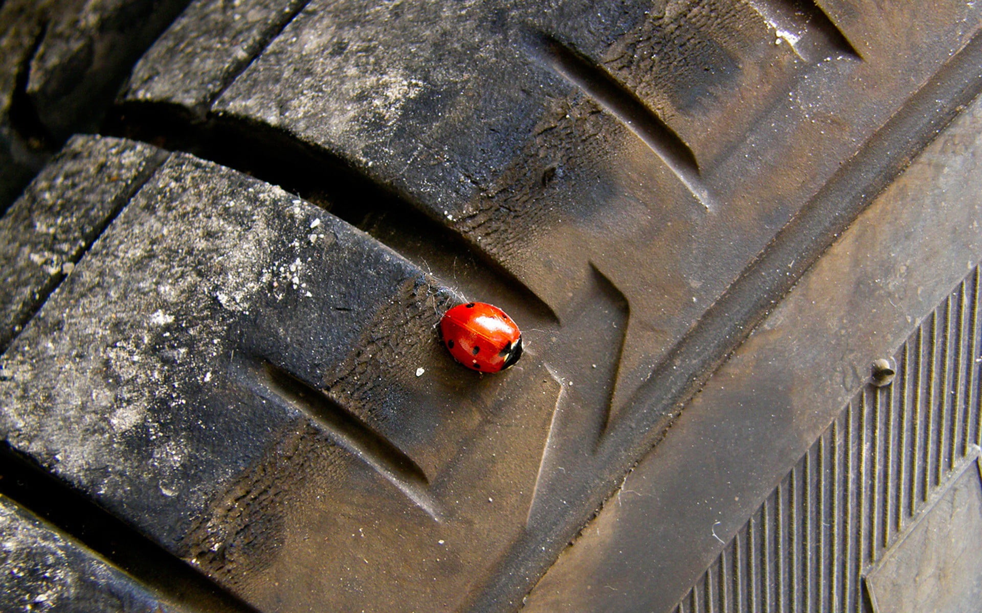 no people, red, metal, high angle view, close-up, 1080P, tires, animal themes, outdoors, invertebrate, spotted, animal wildlife, day, animals in the wild, HD Wallpaper