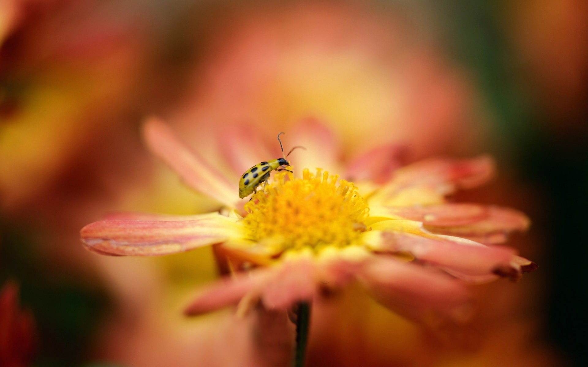 Blur, 1080P, Macro, Ladybug, Flower, Orange, Insect, HD Wallpaper