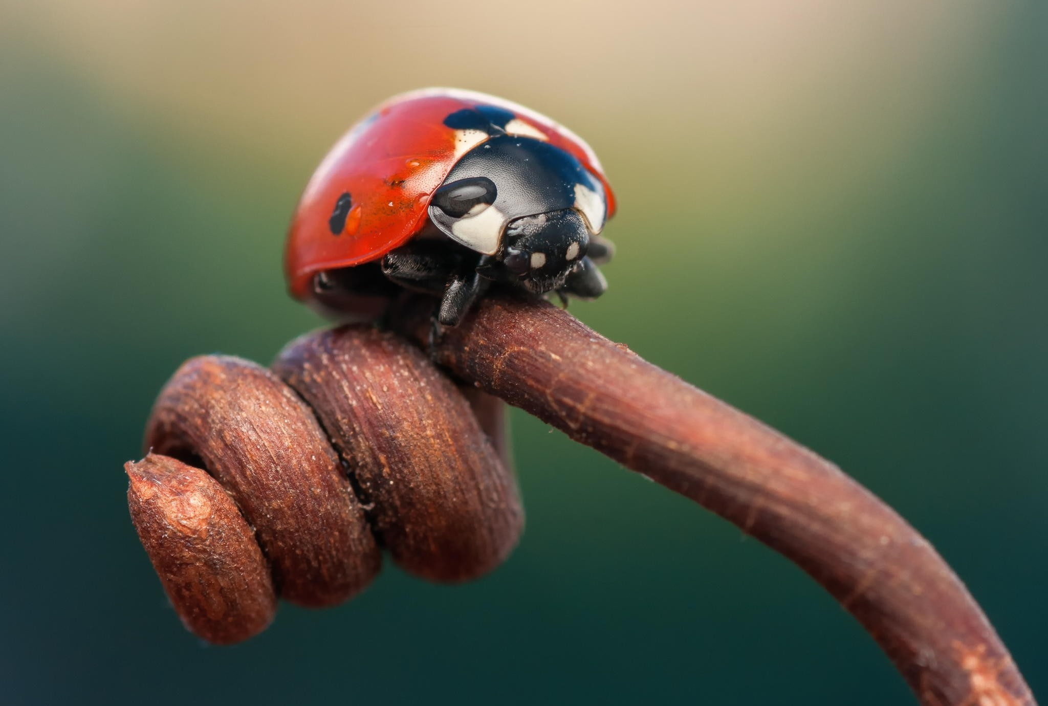 1080P, ladybug, Macro, branch, insect, HD Wallpaper