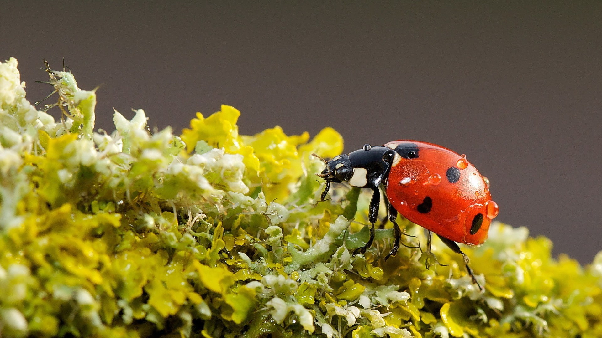 insect, nature, 1080P, macro, ladybugs, HD Wallpaper