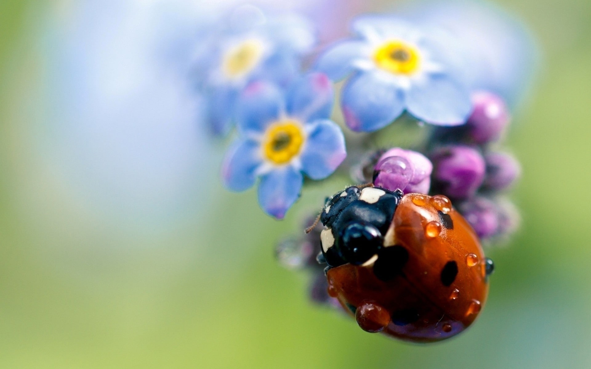 petals, drops, 1080P, dew, ladybug, insect, plant, flower, HD Wallpaper