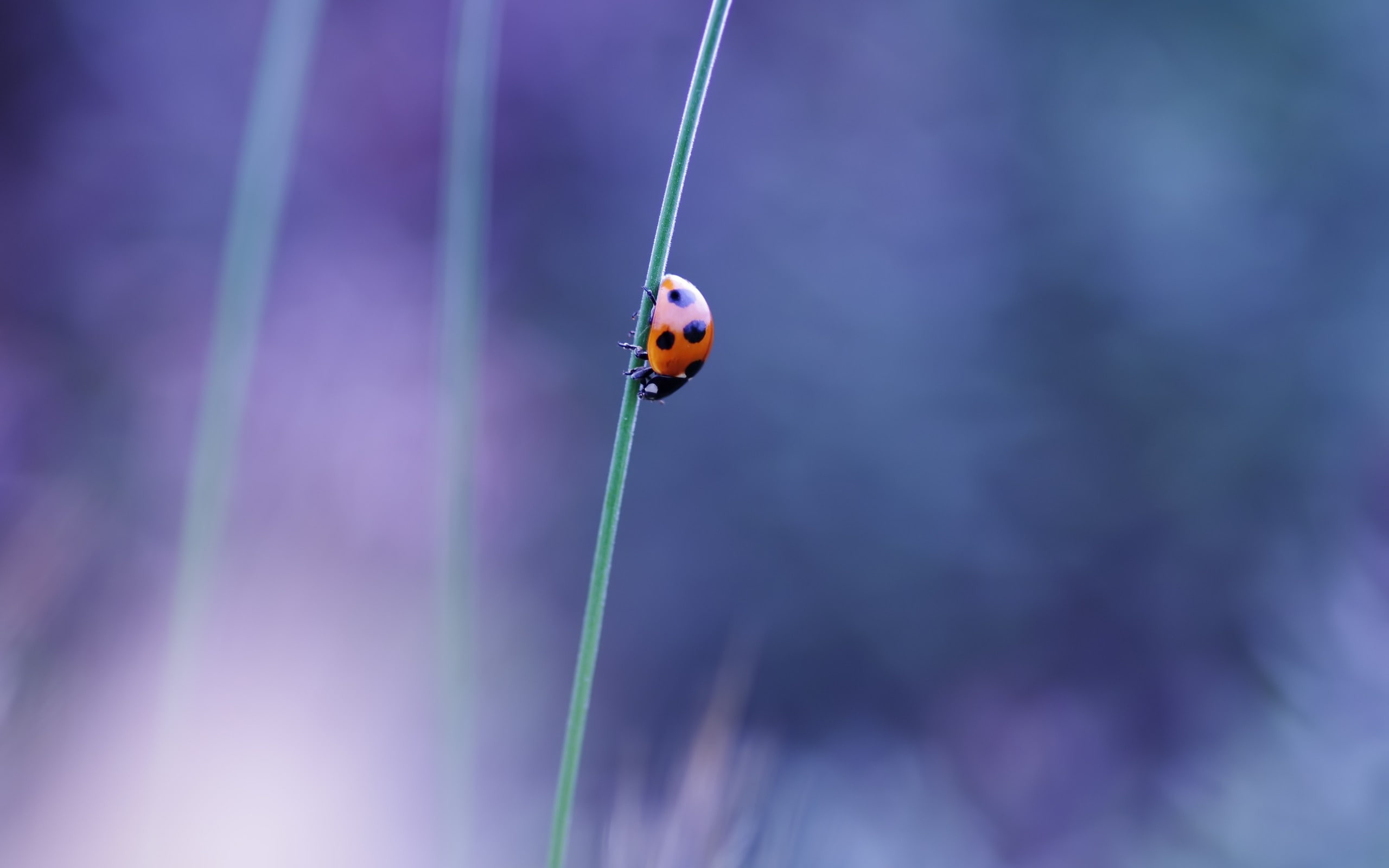 ladybugs, focus on foreground, beauty in nature, beetle, nature, one animal, animal themes, ladybug, invertebrate, close-up, plant, macro, insect, animals in the wild, HD Wallpaper