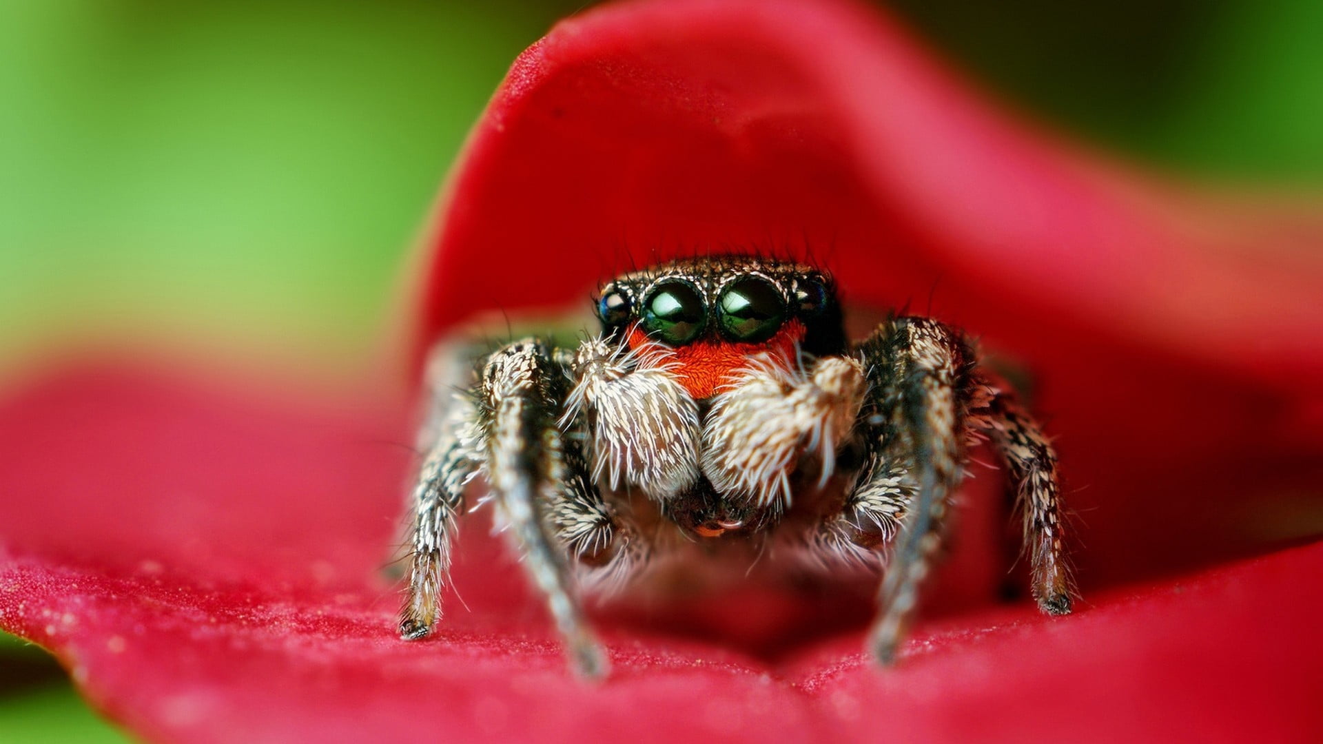 selective focus, nature, invertebrate, close-up, macro, red, 1080P, animal eye, animal, brown, animal leg, animals in the wild, animal body part, animal wildlife, HD Wallpaper