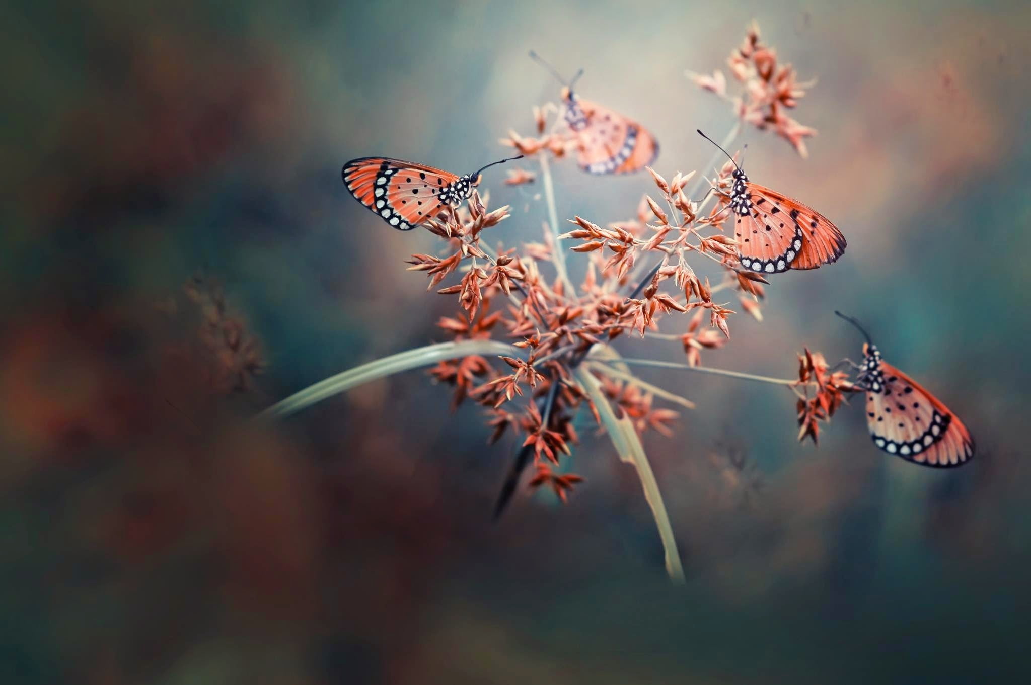 leaf, pink, plant part, 1080P, animal wildlife, plant, natural condition, animal wing, nature, outdoors, butterfly, butterfly - insect, selective focus, HD Wallpaper