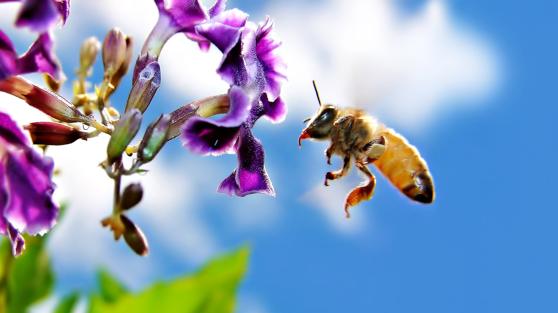one animal, animal themes, invertebrate, hymenoptera, purple, no people, freshness, nature, bee, animal, close-up, insect, flower head, animal wildlife, HD Wallpaper