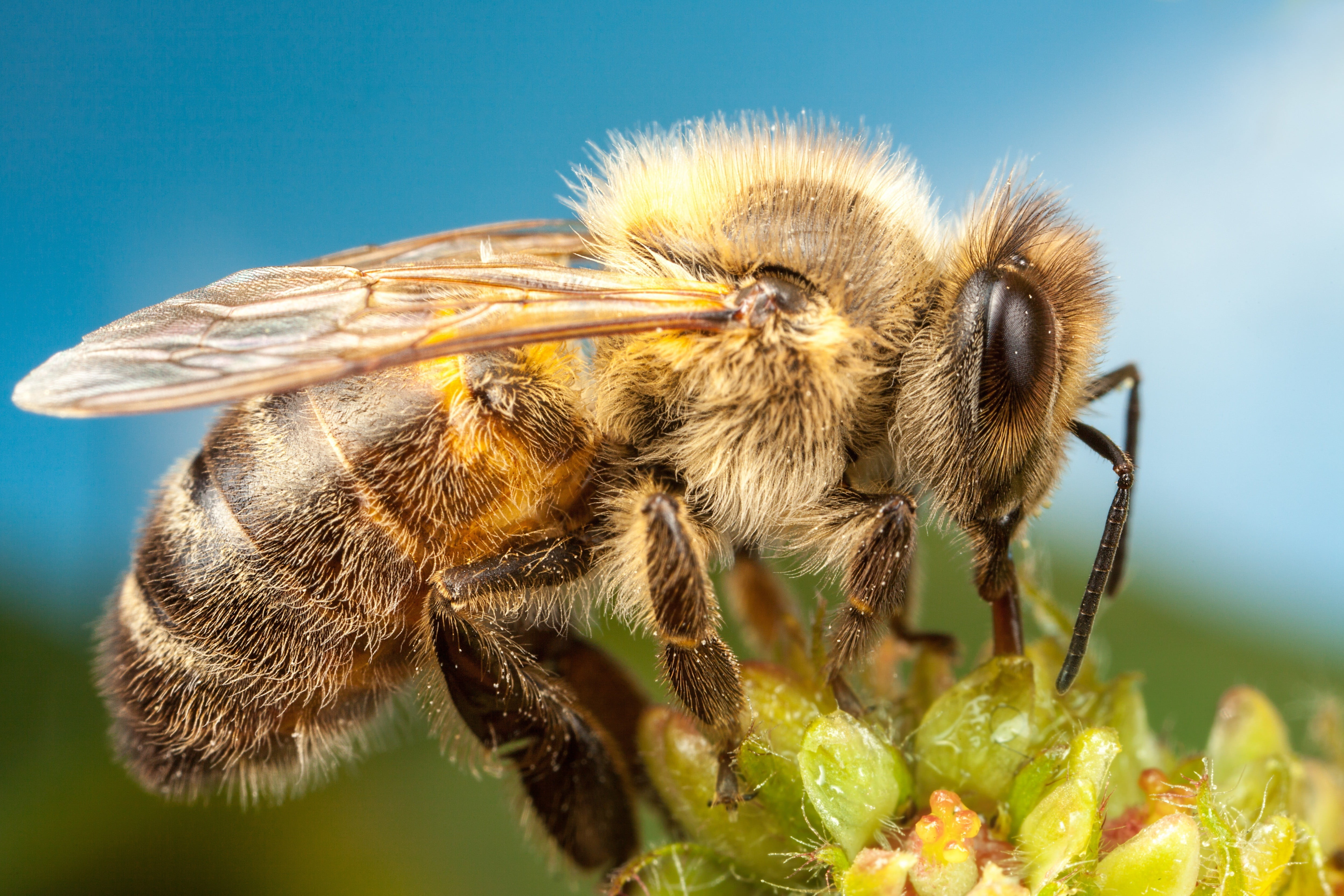 animals in the wild, animals, one animal, growth, flower head, pollination, close-up, animal wildlife, fragility, hymenoptera, vulnerability, freshness, HD Wallpaper