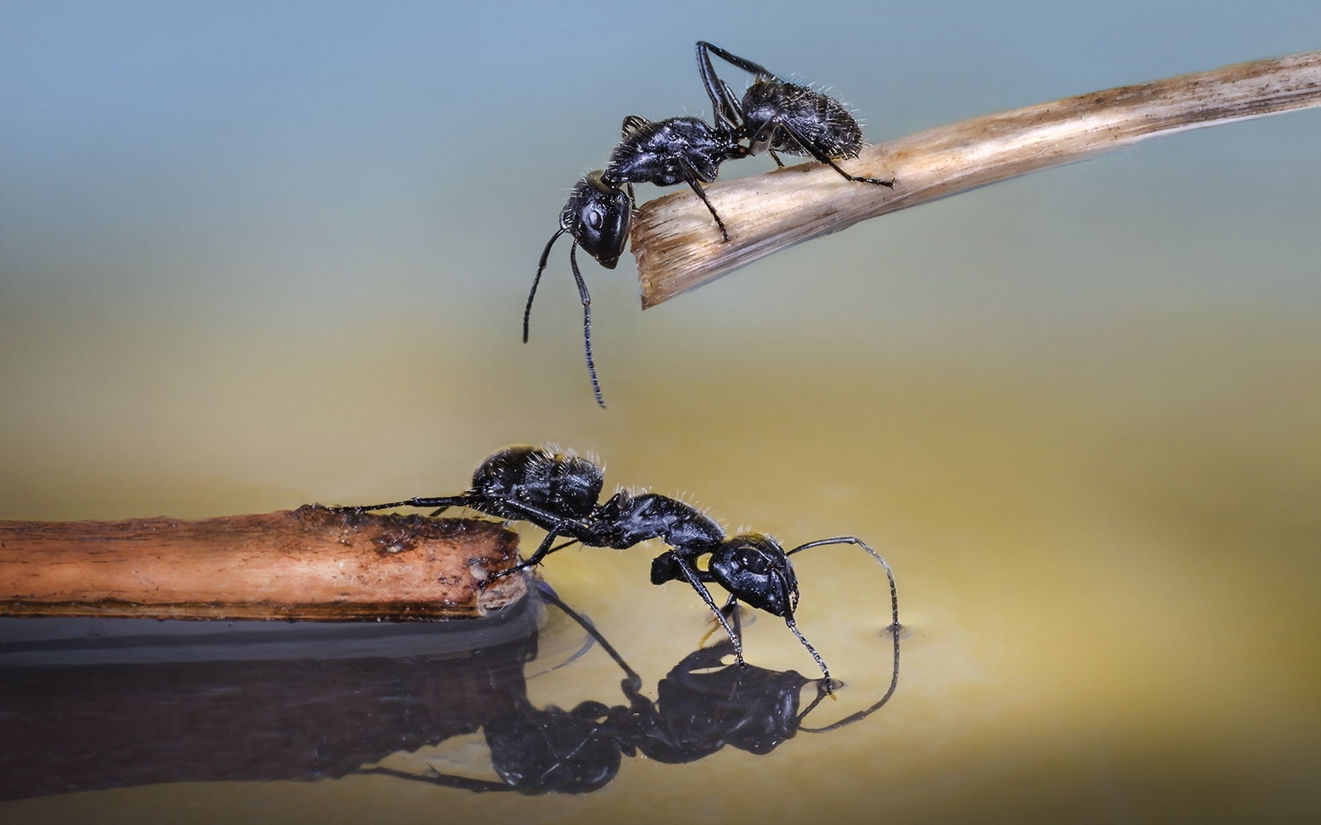 Camponotus, ants, macro, animals, hymenoptera, insect, 1080P, HD Wallpaper
