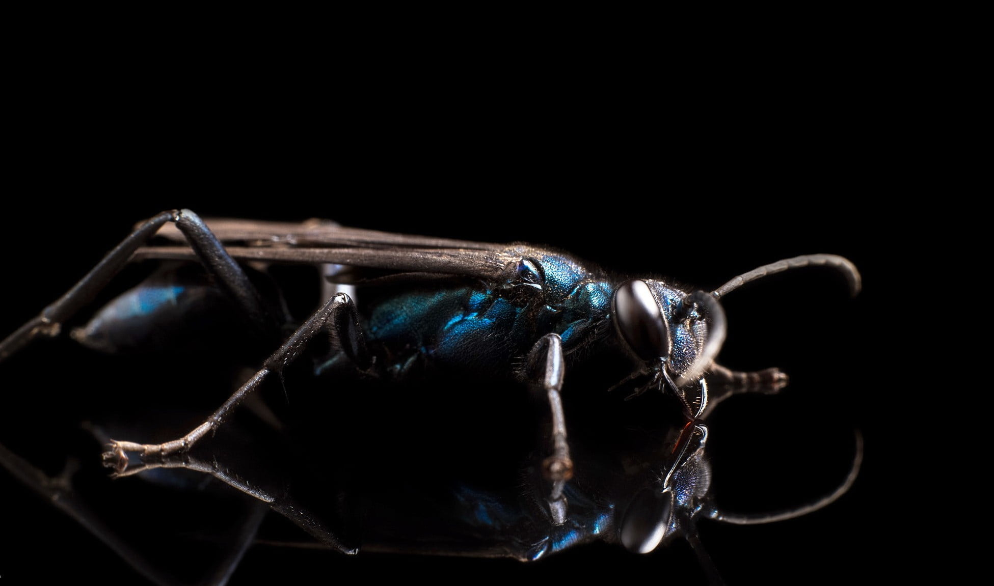 black color, animal eye, luxury, 1080P, single object, copy space, animal wildlife, no people, macro, nature, dark, close-up, indoors, one animal, strength, HD Wallpaper