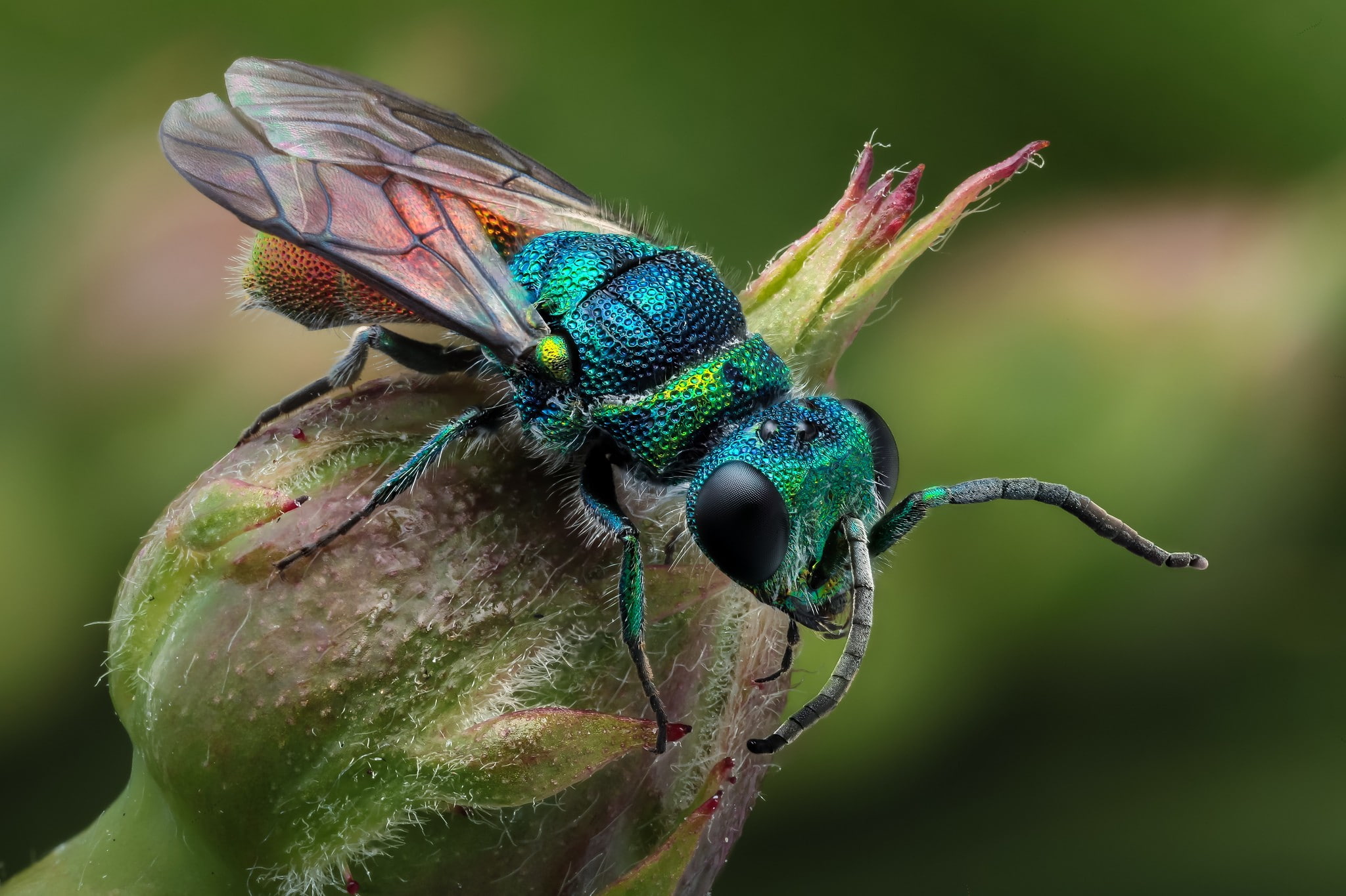 hymenoptera, 1080P, animals, plants, macro, insect, HD Wallpaper
