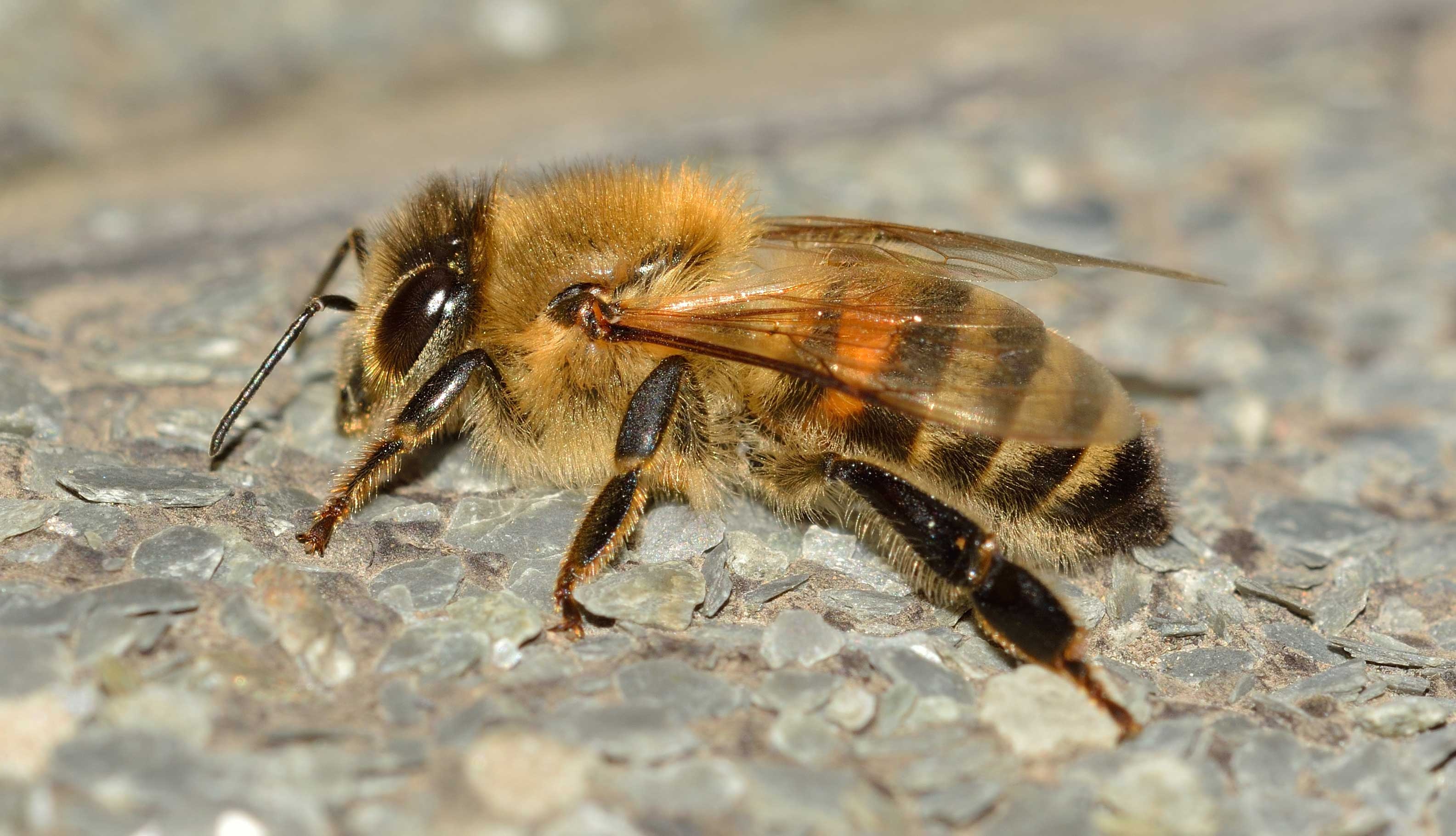 photography, bee, 2K, pollination, animal body part, mellifera, hymenoptera, nature, close-up, rock - object, pollen, full length, honey, animal, animal wildlife, HD Wallpaper