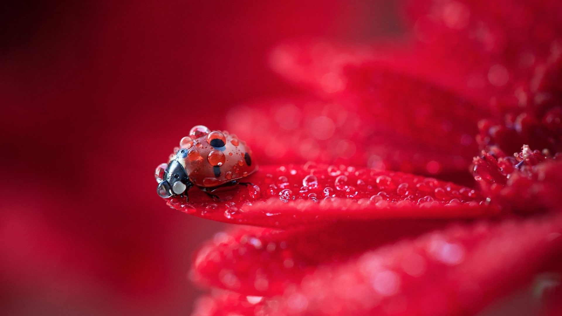 macro, flowers, nature, water drops, red, ladybugs, 1080P, HD Wallpaper