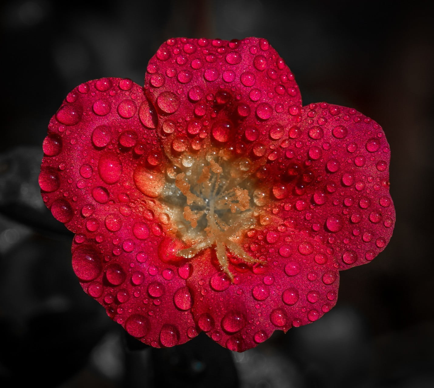 flower head, inflorescence, red flowers, freshness, happy, 720P, plant, close-up, fragility, nature, macro, black background, water drops, beauty in nature, HD Wallpaper