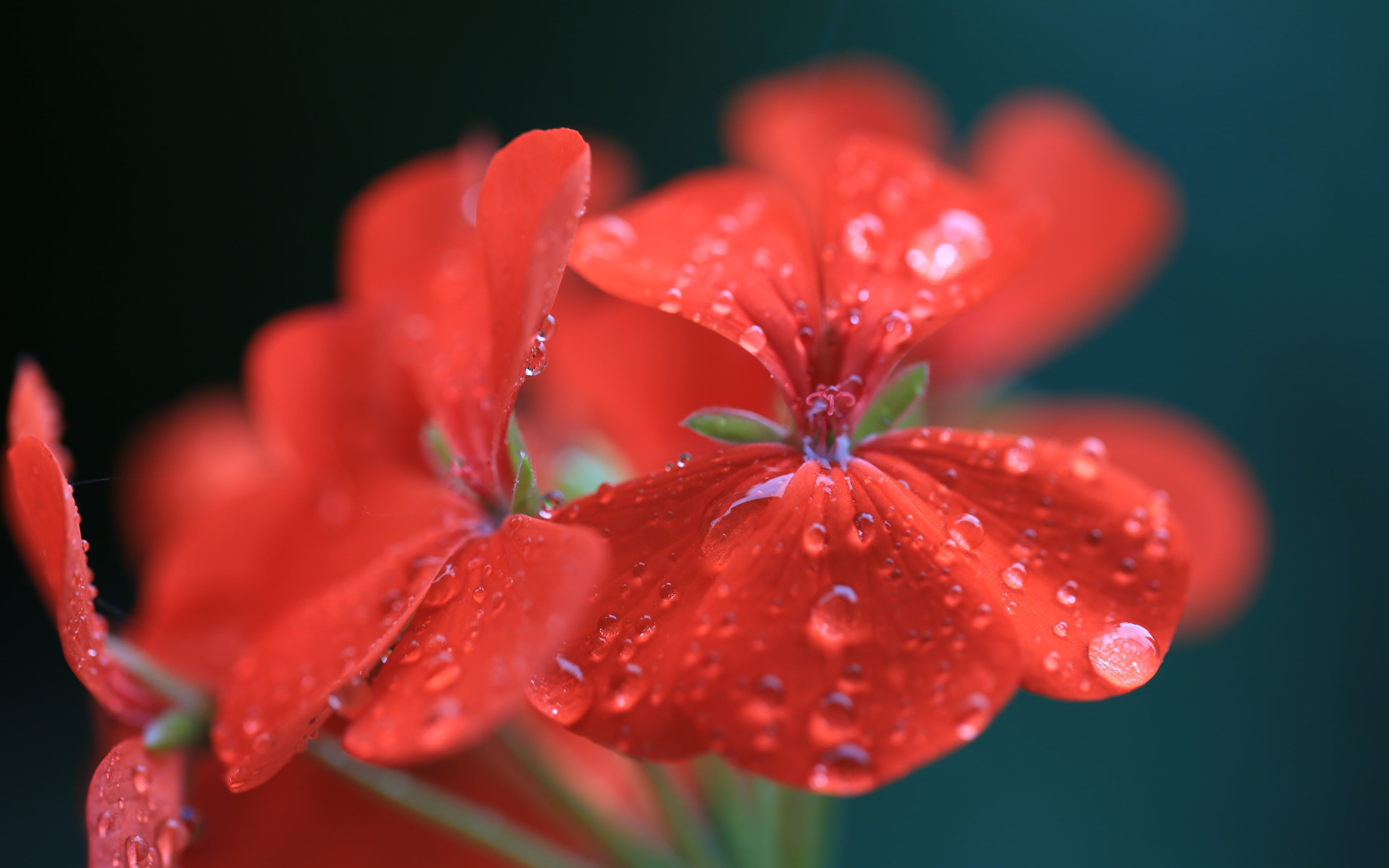 drop, growth, purity, close-up, flowers, flower head, flower, flowering plant, wet, freshness, red flowers, water drops, macro, rain, vulnerability, water, HD Wallpaper
