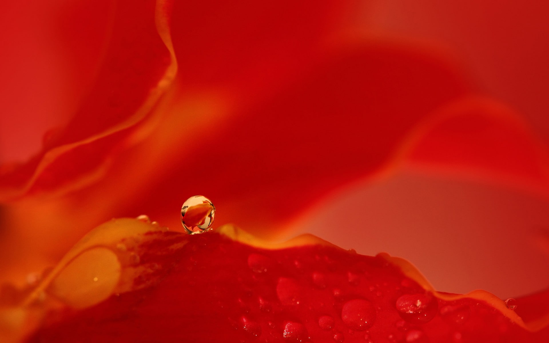 vulnerability, red background, softness, beauty in nature, freshness, nature, outdoors, closeup, wet, fragility, drop, no people, flower head, macro, flowering plant, HD Wallpaper