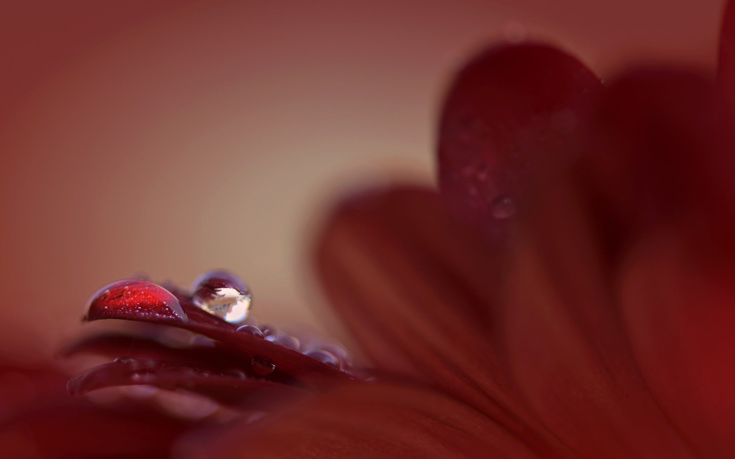 wellbeing, human hand, finger, red, ripe, studio shot, close-up, fruit, one person, flowers, selective focus, freshness, 2K, food, indoors, flower, women, HD Wallpaper