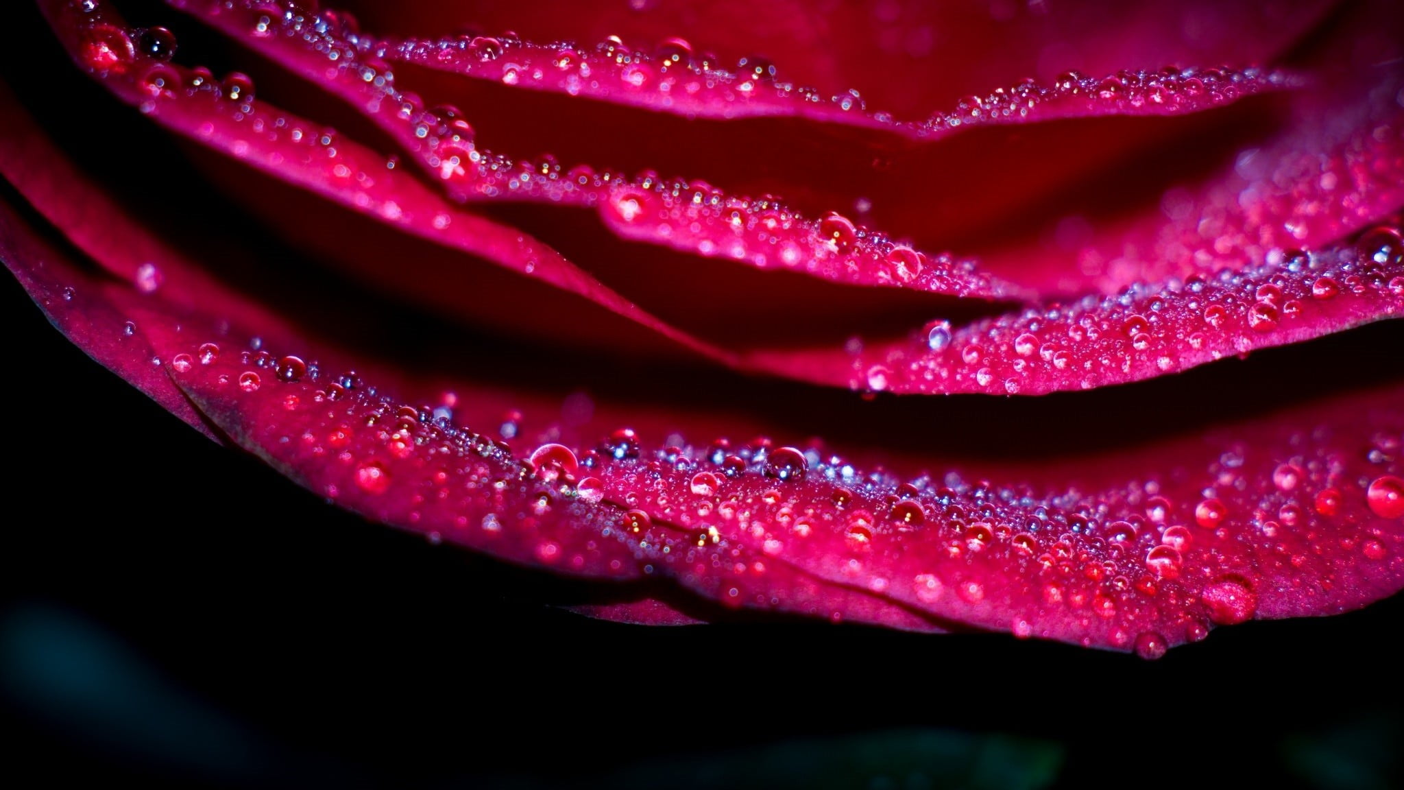 inflorescence, flowering plant, purple, untitled, plant, wet, growth, freshness, 1080P, petals, petal, drop, flowers, fragility, dew, beauty in nature, HD Wallpaper