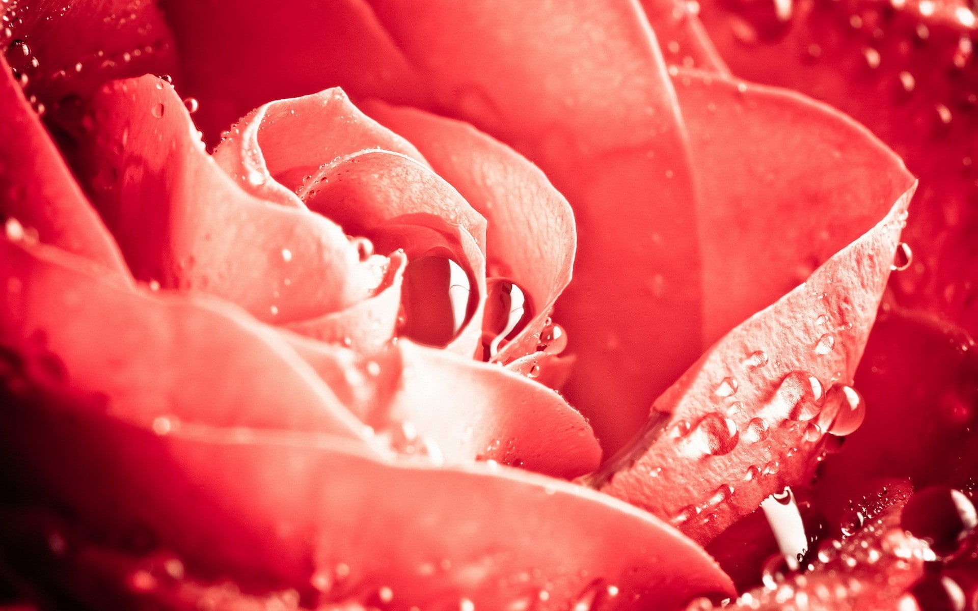 flowering plant, inflorescence, petal, water, macro, flower, no people, red, rain, pink color, purity, red flowers, raindrop, fragility, plant, nature, HD Wallpaper