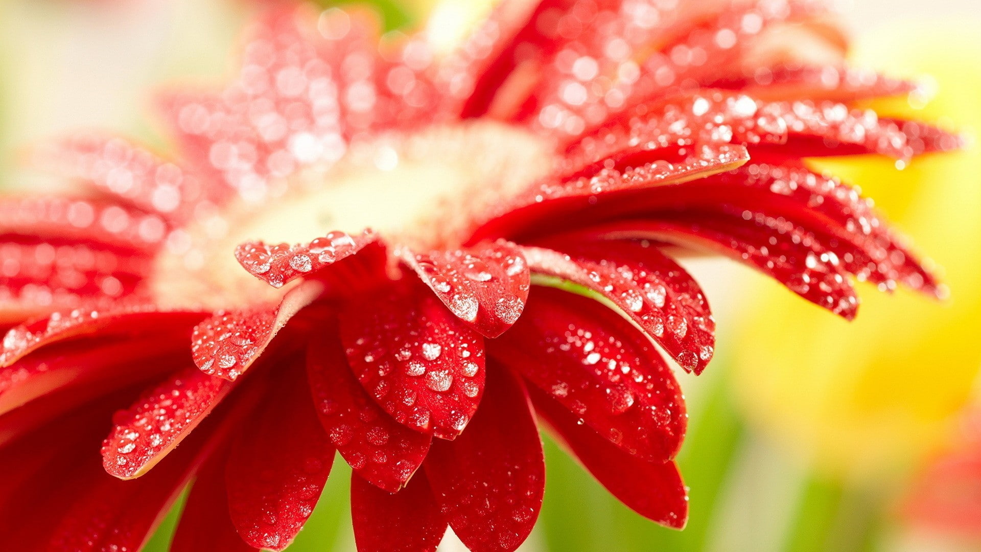 red flowers, flowers, petals, depth of field, 1080P, macro, water drops, HD Wallpaper