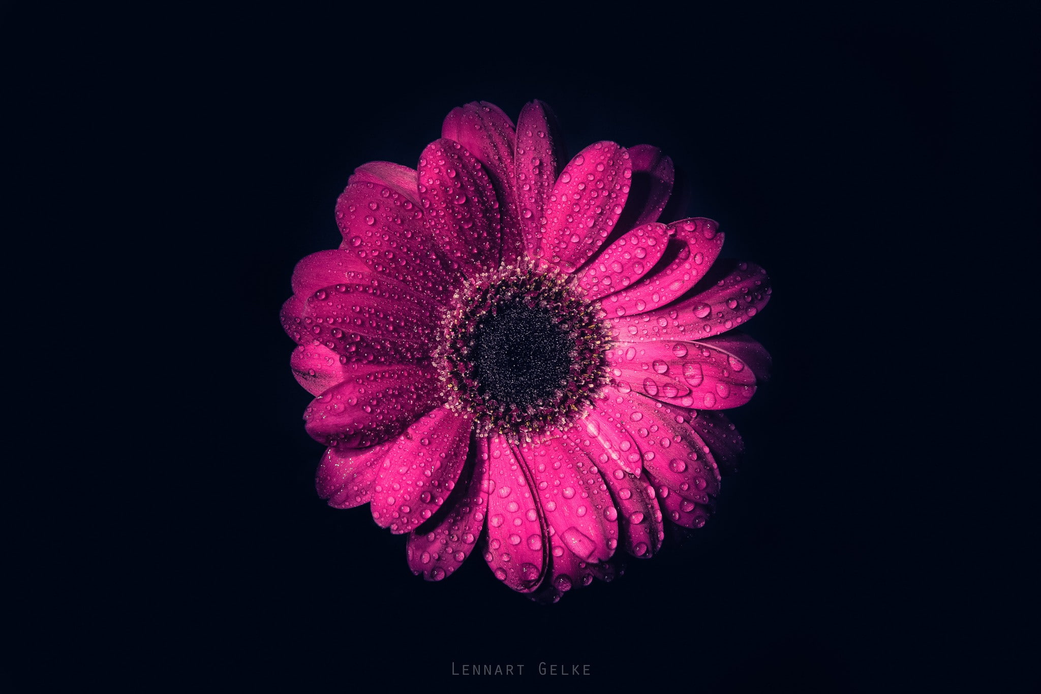 flowering plant, no people, studio shot, lennart gelke, purple, plant, fragility, simple background, pollen, flower head, macro, petal, growth, inflorescence, HD Wallpaper