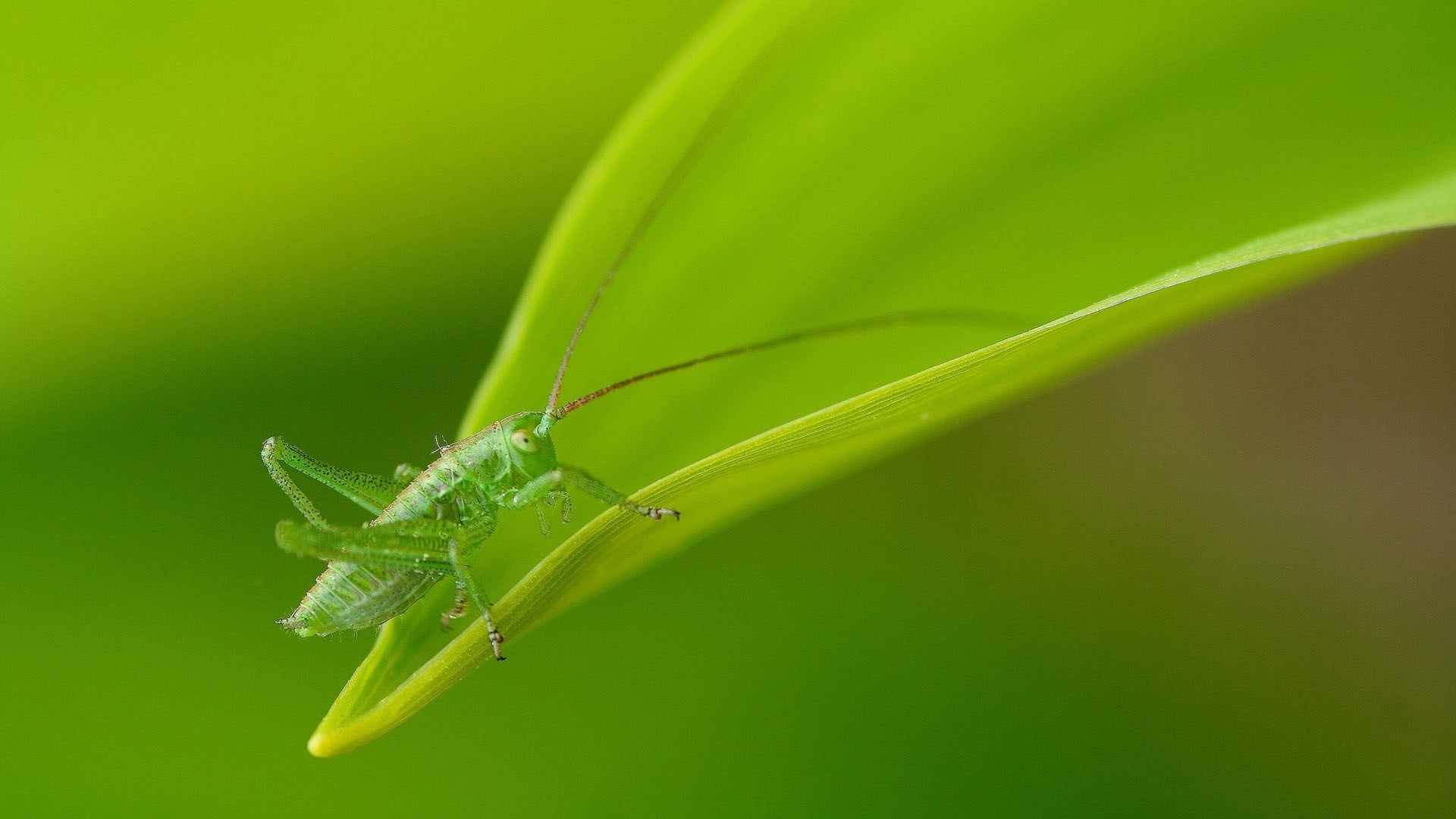 animal wildlife, animal body part, photo, plant, 1080P, close-up, green, grasshopper, nature, no people, animals in the wild, zoology, animal, invertebrate, HD Wallpaper