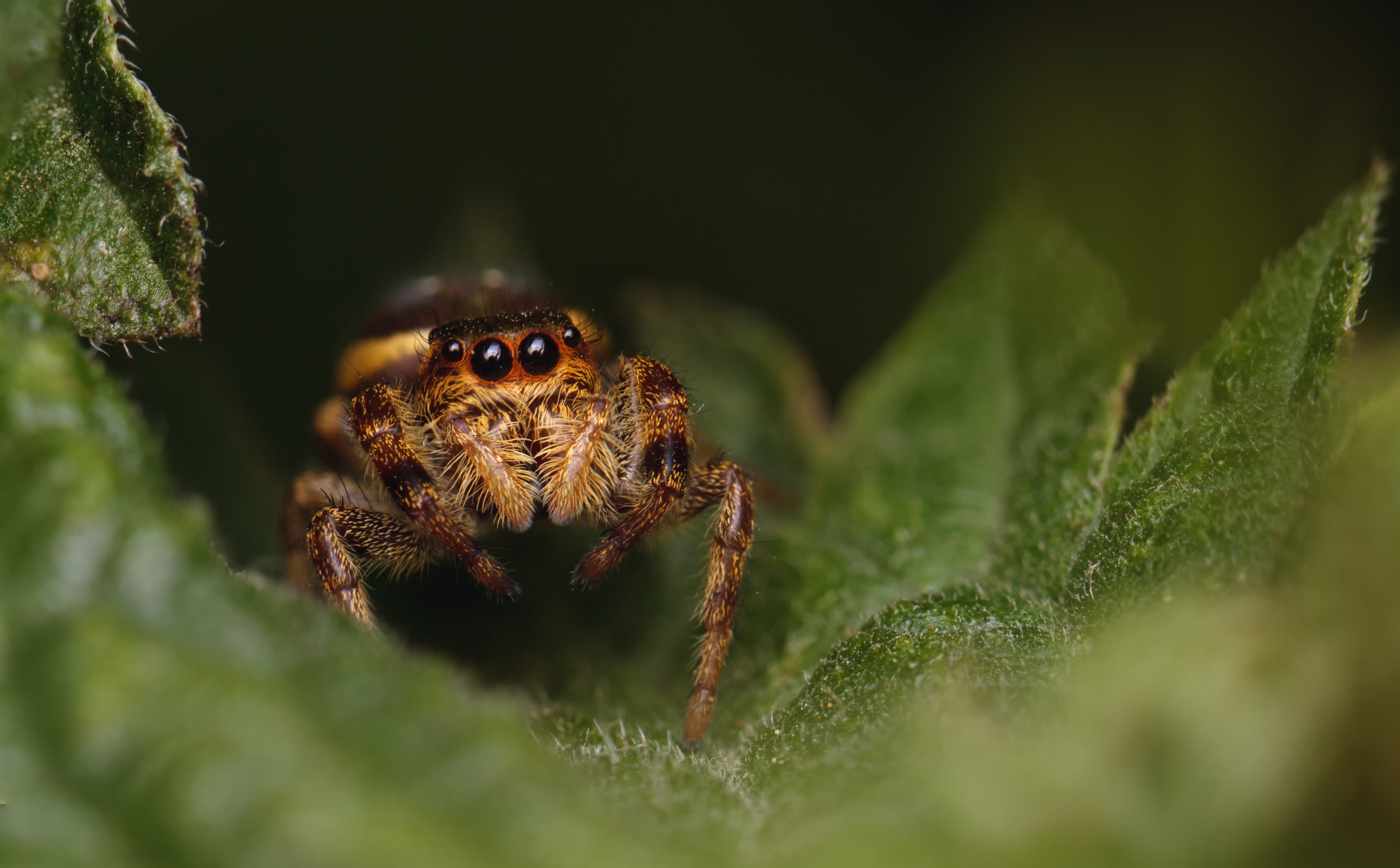 leaf, 5K, jumpingspider, insect, arthropod, spider, eyes, macro, Insects, jumping, salticidae, Animals, HD Wallpaper