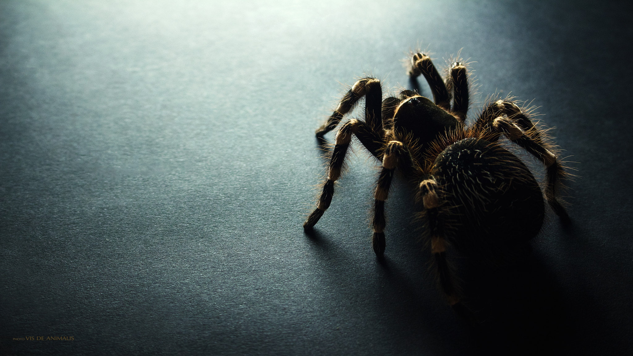 1080P, animals, spider, tarantula, dark, HD Wallpaper