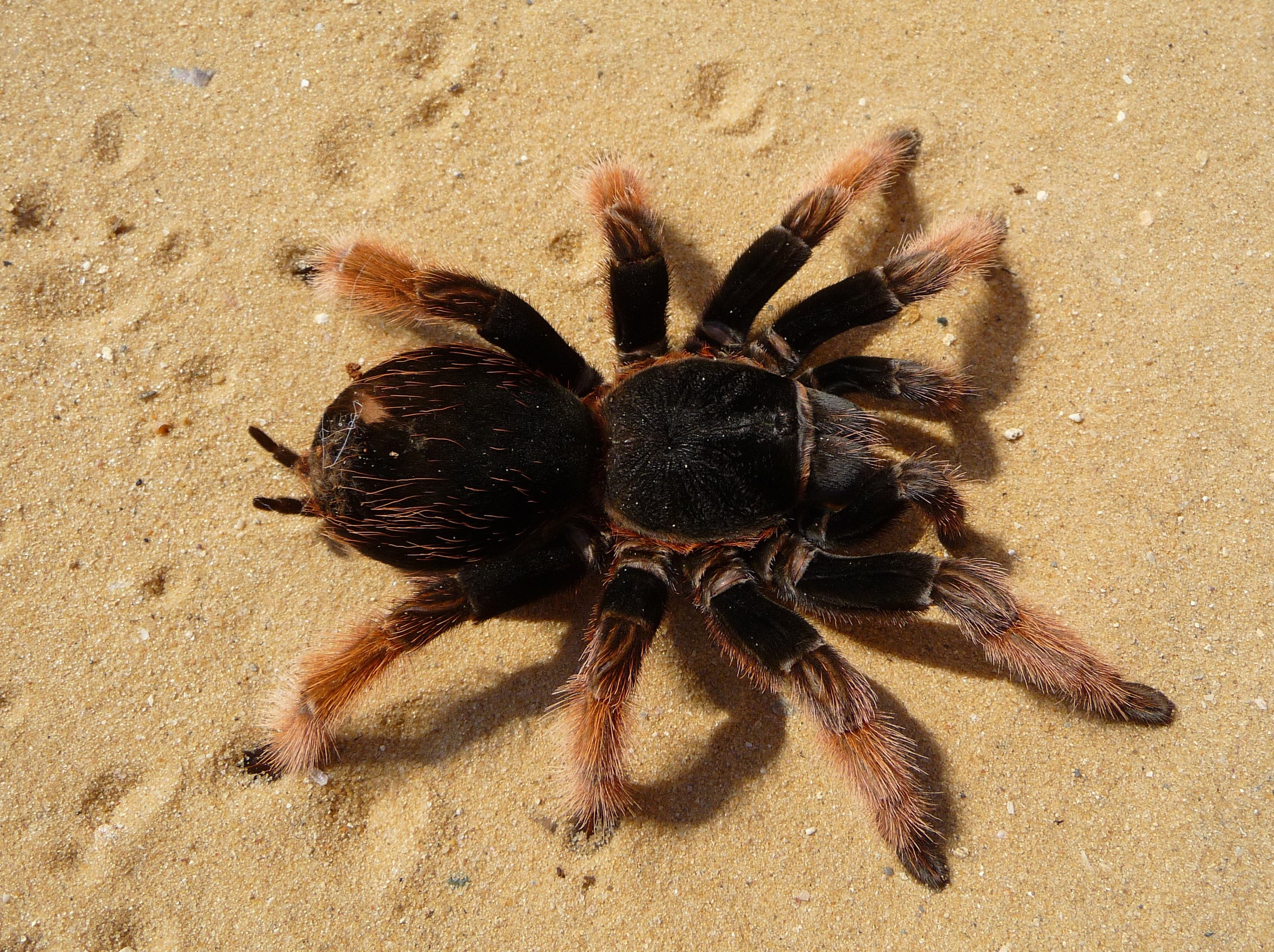 2K, arthropod, animals, tarantula, sand, zoology, beach, animal wildlife, high angle view, marine, land, close-up, no people, nature, invertebrate, animal themes, HD Wallpaper
