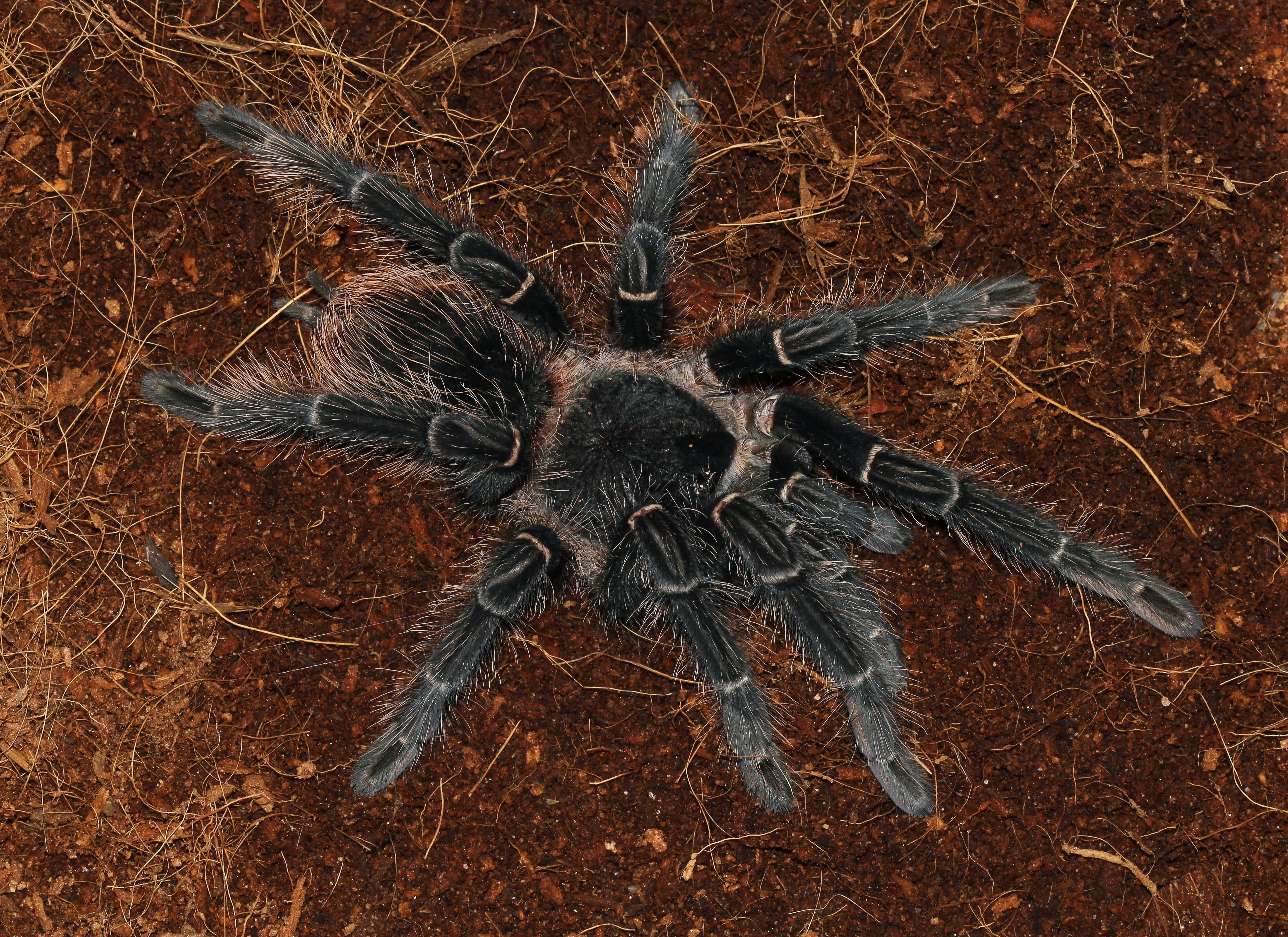 tarantula, animals, spider, 4K, HD Wallpaper