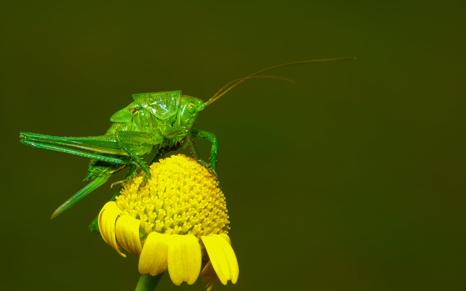 Grasshopper, Sony RX10, petaled, M3, animals, DSC-RX10, insect, animal, 720P, yellow, Sony DSC, close up, close, III, nature, green, close-up, macro, photo, HD Wallpaper