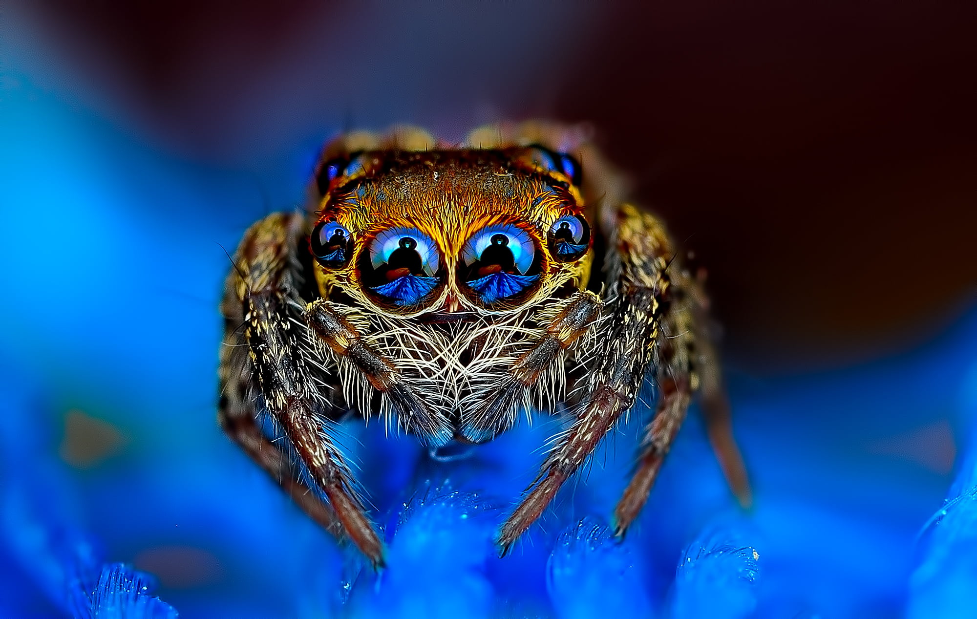 spooky, multi Colored, arachnid, close-up, brown, animal eye, macro, selective focus, wildlife, blue, jumping, insect, spider, nature, arthropod, small, HD Wallpaper