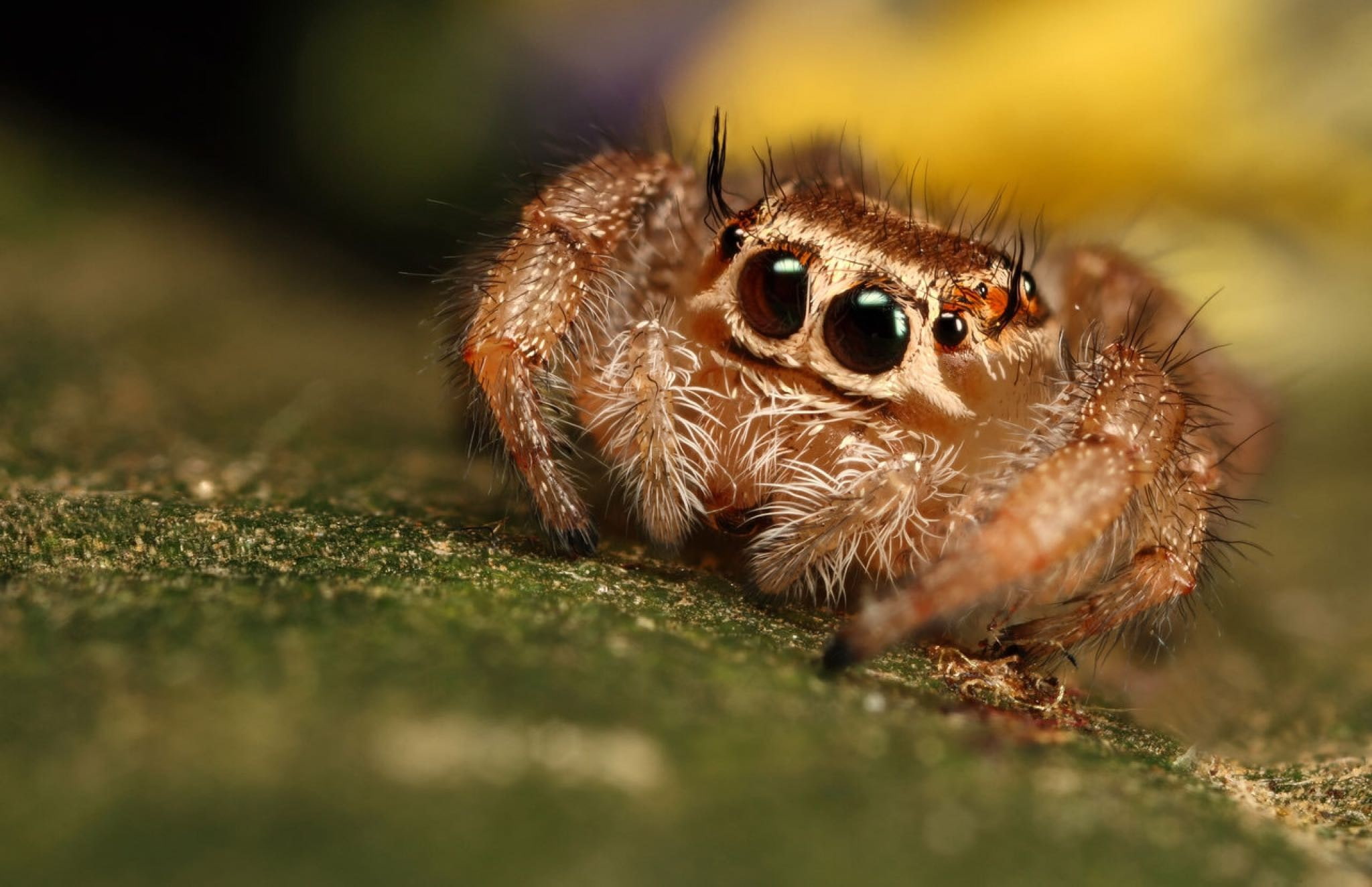 nature, 1080P, macro, puppy eyes, animals, Jumping Spider, spider, HD Wallpaper