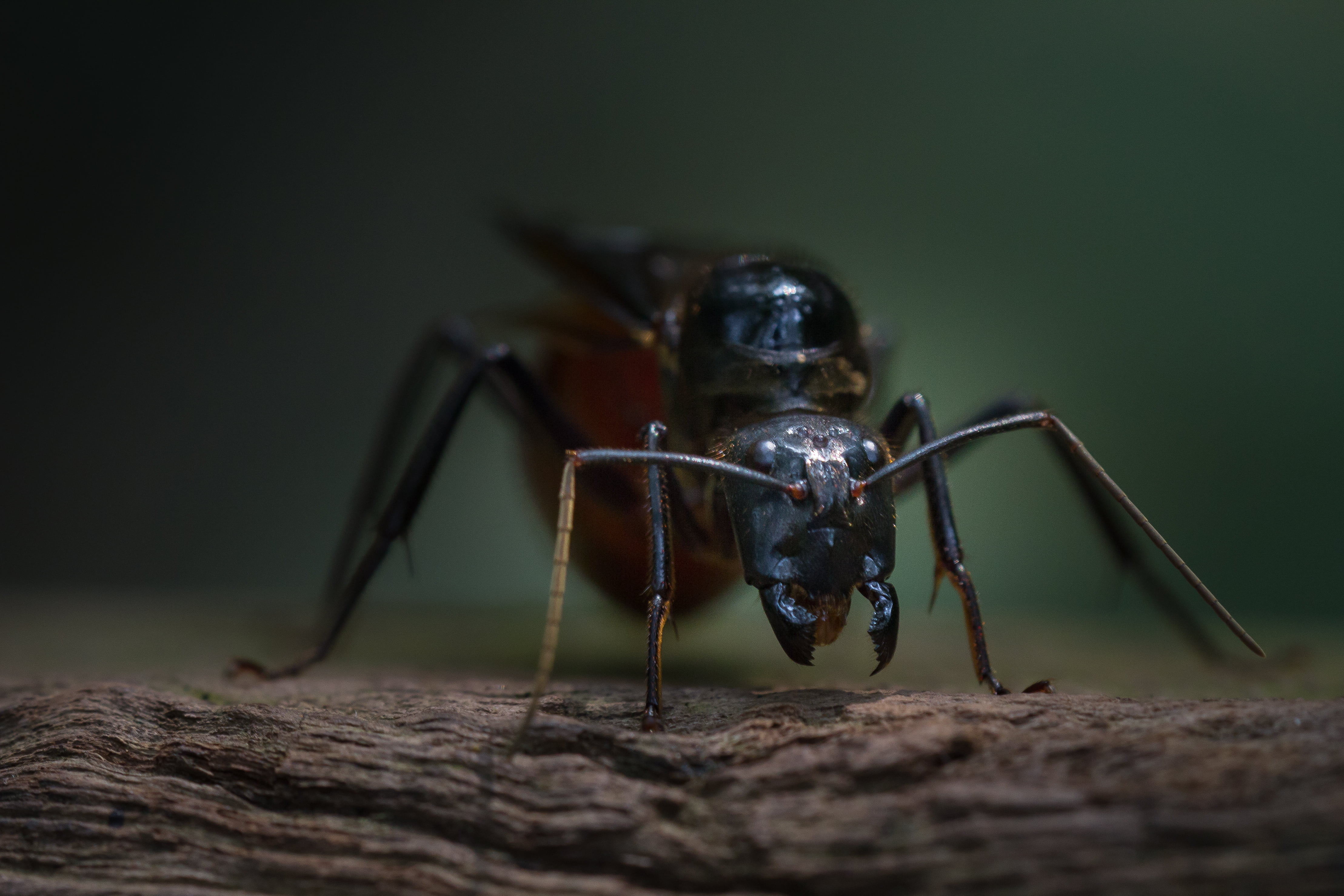 Ant, flying, animal, black, 4K, Lower Peirce Reservoir, macro, wildlife, nature, Nature park, insect, Singapore, close-up, HD Wallpaper