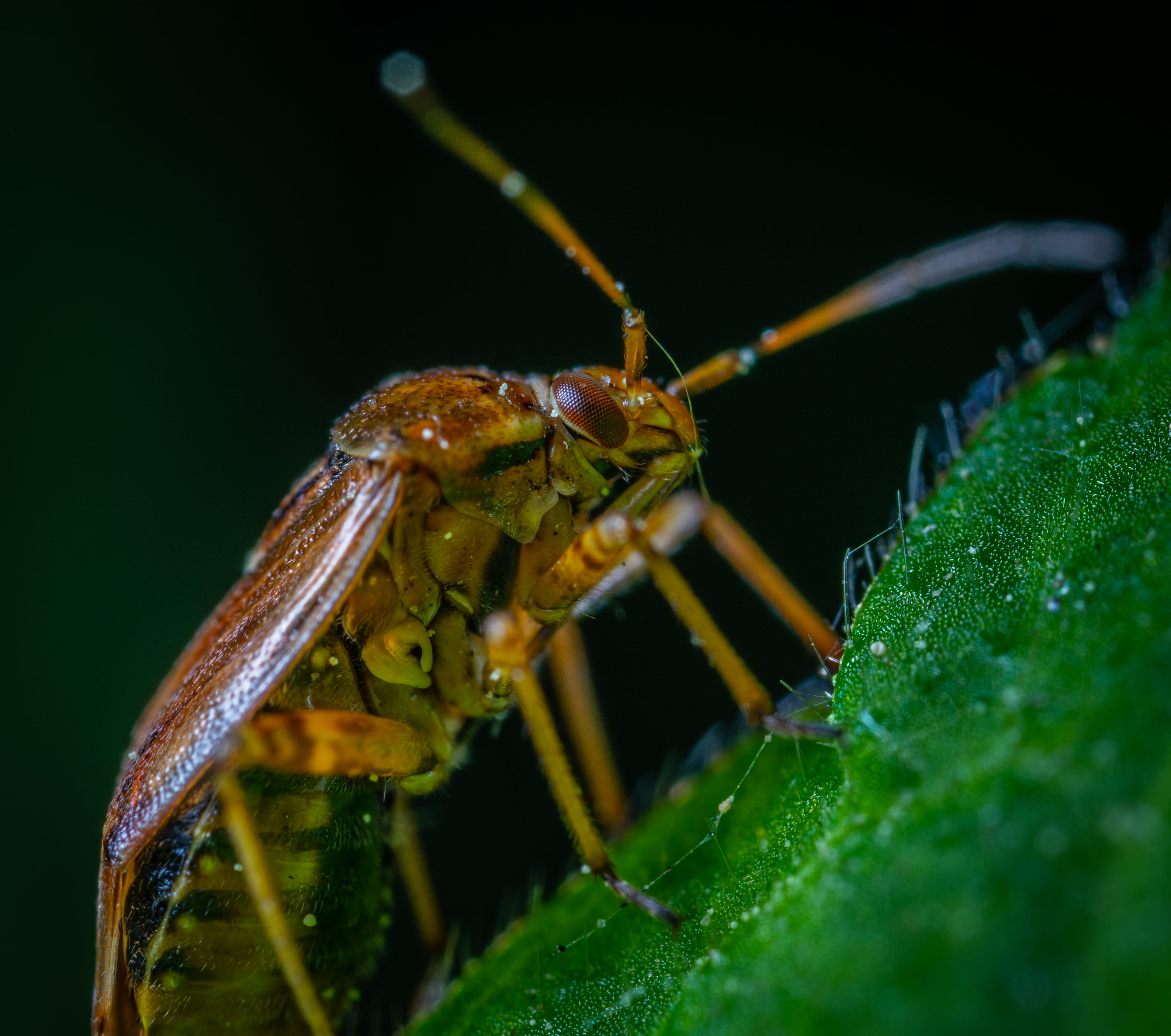 plant part, macro photography, green color, environment, animal body part, brown, outdoors, tiny, animal head, nature, green, animal eye, photography, antenna, HD Wallpaper
