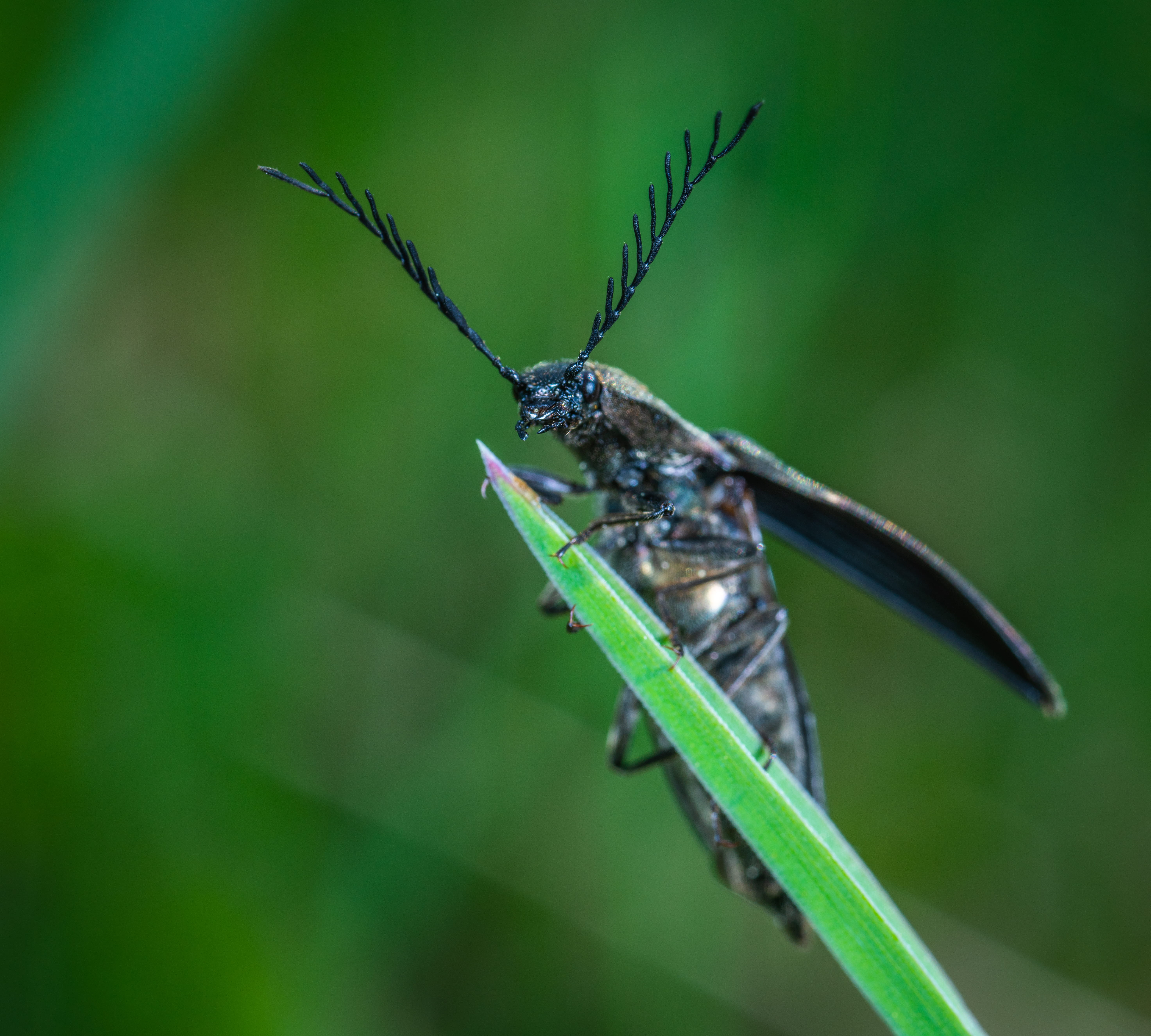 green color, animal wing, animal wildlife, day, selective, green leaf, biology, antenna, eye, colors, horned, focus, beauty in nature, perched, close-up, HD Wallpaper