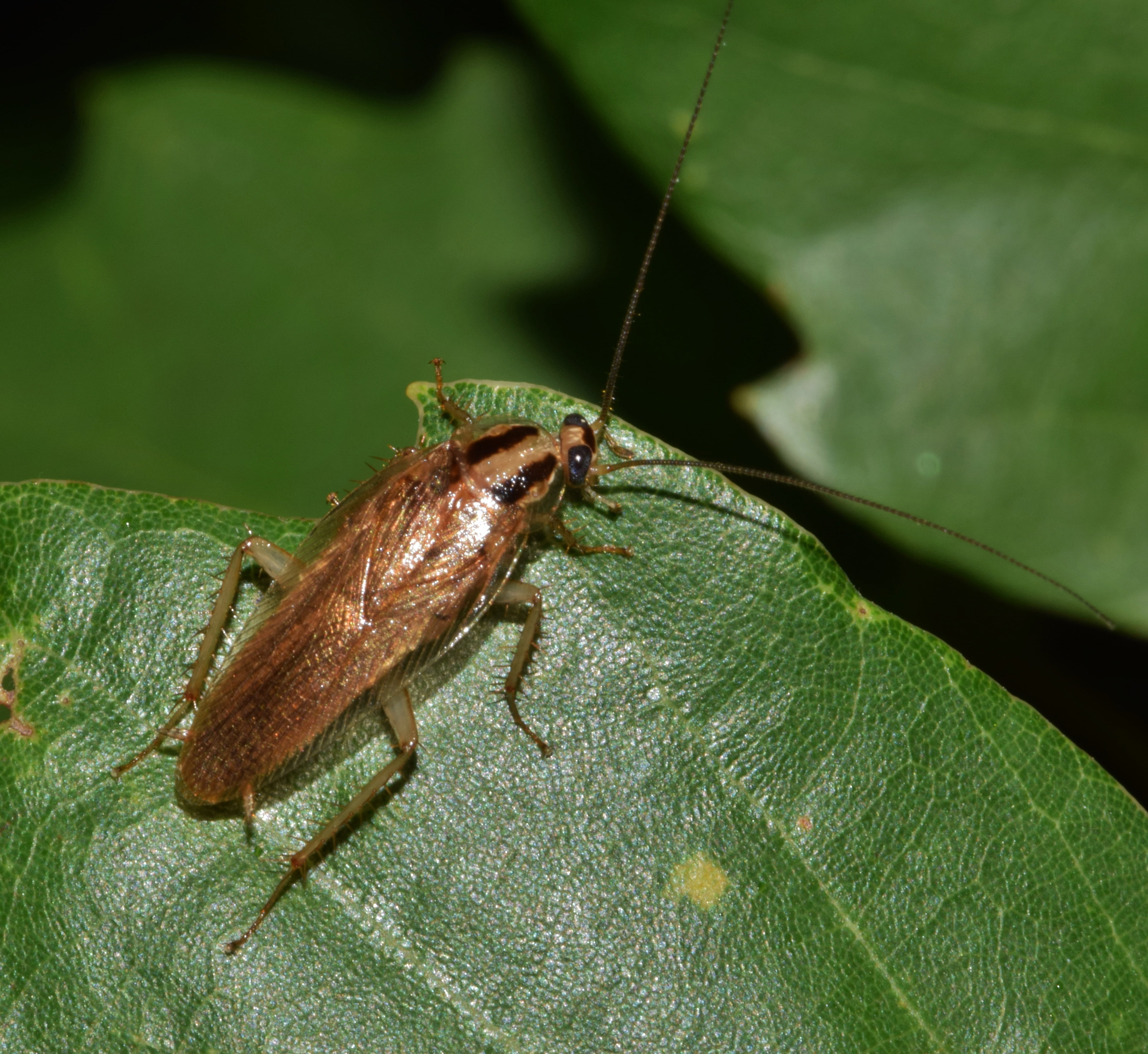brown, disgusting, pest, wildlife, plant part, german cockroach, blattodea, night, infestation, pesky, animal themes, invertebrate, close up, infest, cockroach, HD Wallpaper