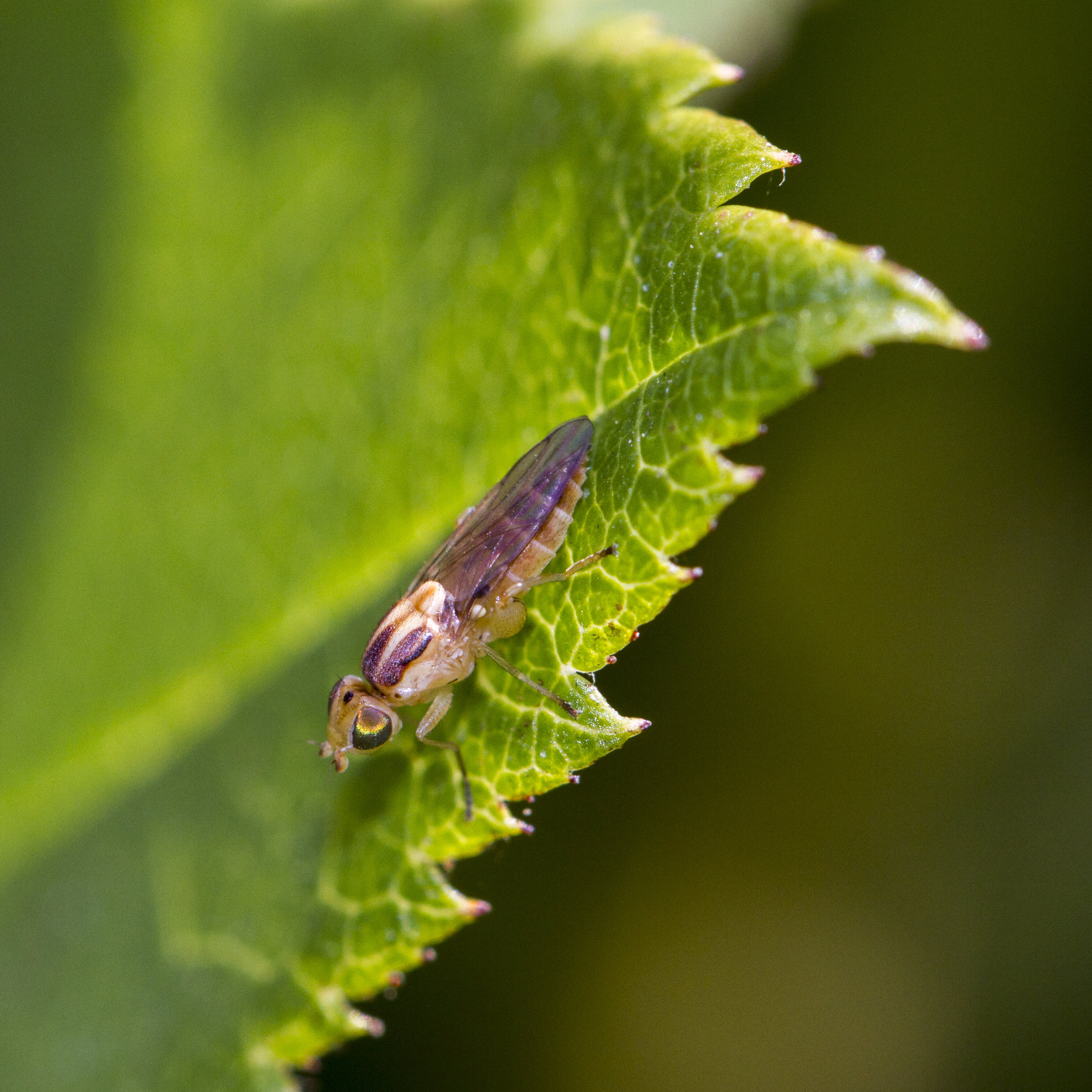 micro, brown, Outdoors, close-up, Diptera, DOF, Arthropod, Garden, Green  Leaf, Insect, wildlife, lens, Canon EF, sp, Fly, Canon 7D, nature, leaf, animal, Phone HD Wallpaper
