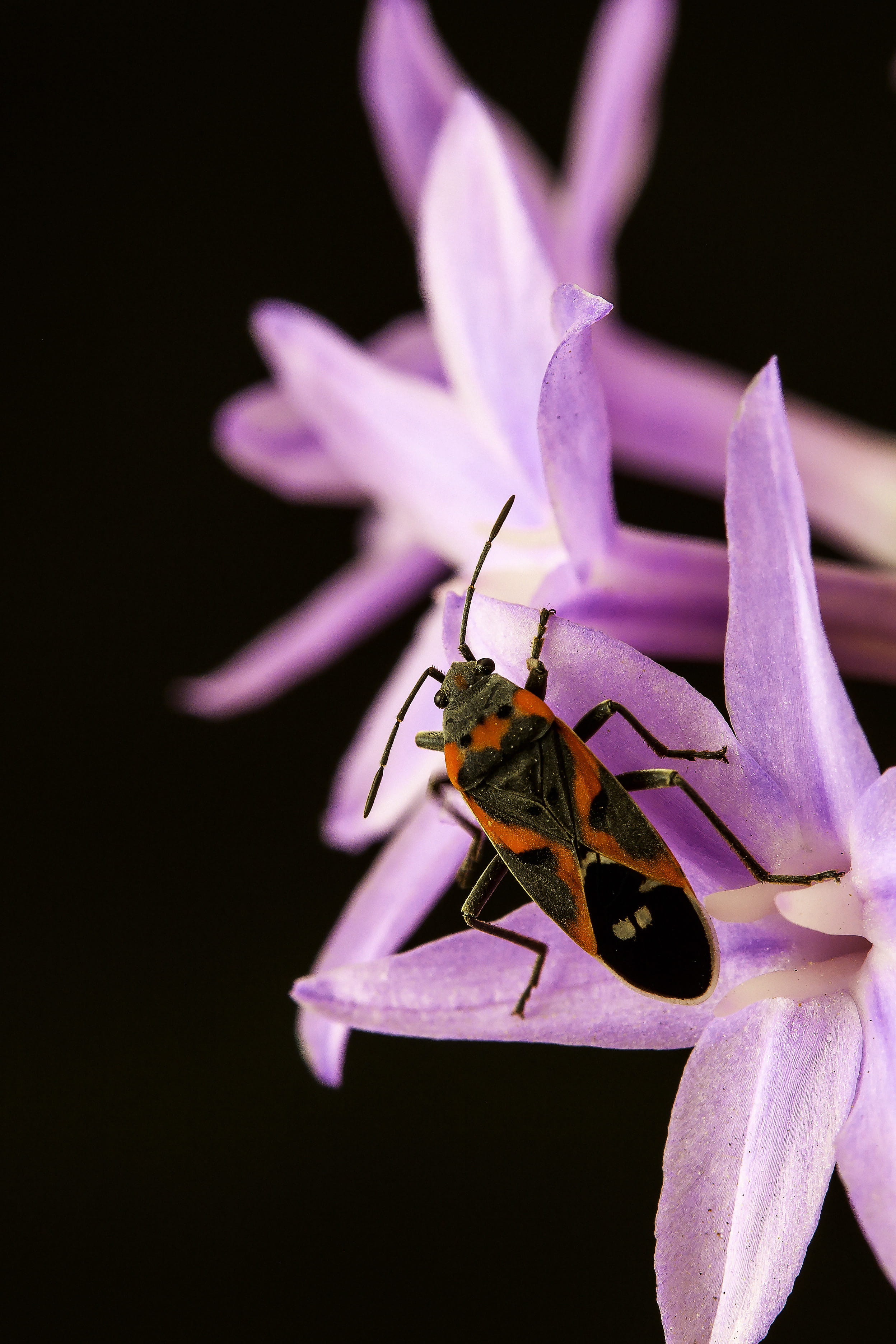 flowering plant, fly, flower, nature, bug, invertebrate, animal wing, milkweed, animal wildlife, beauty in nature, no people, pollination, animal themes, Phone HD Wallpaper