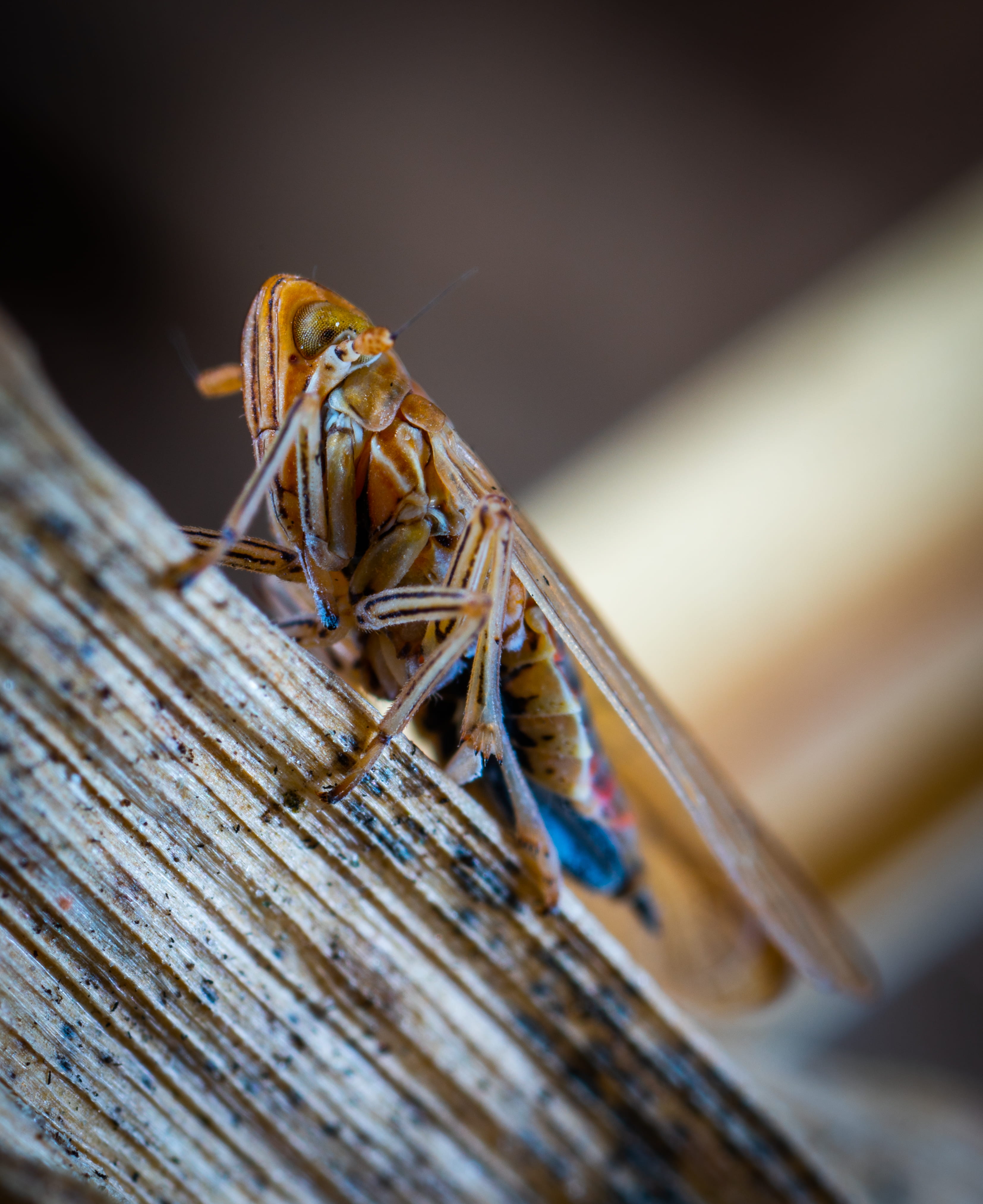 close-up, day, eye, wood, abdomen, entomology, daylight, outdoors, insect, nature, macro photography, 4K, one animal, selective focus, animal wildlife, Phone HD Wallpaper
