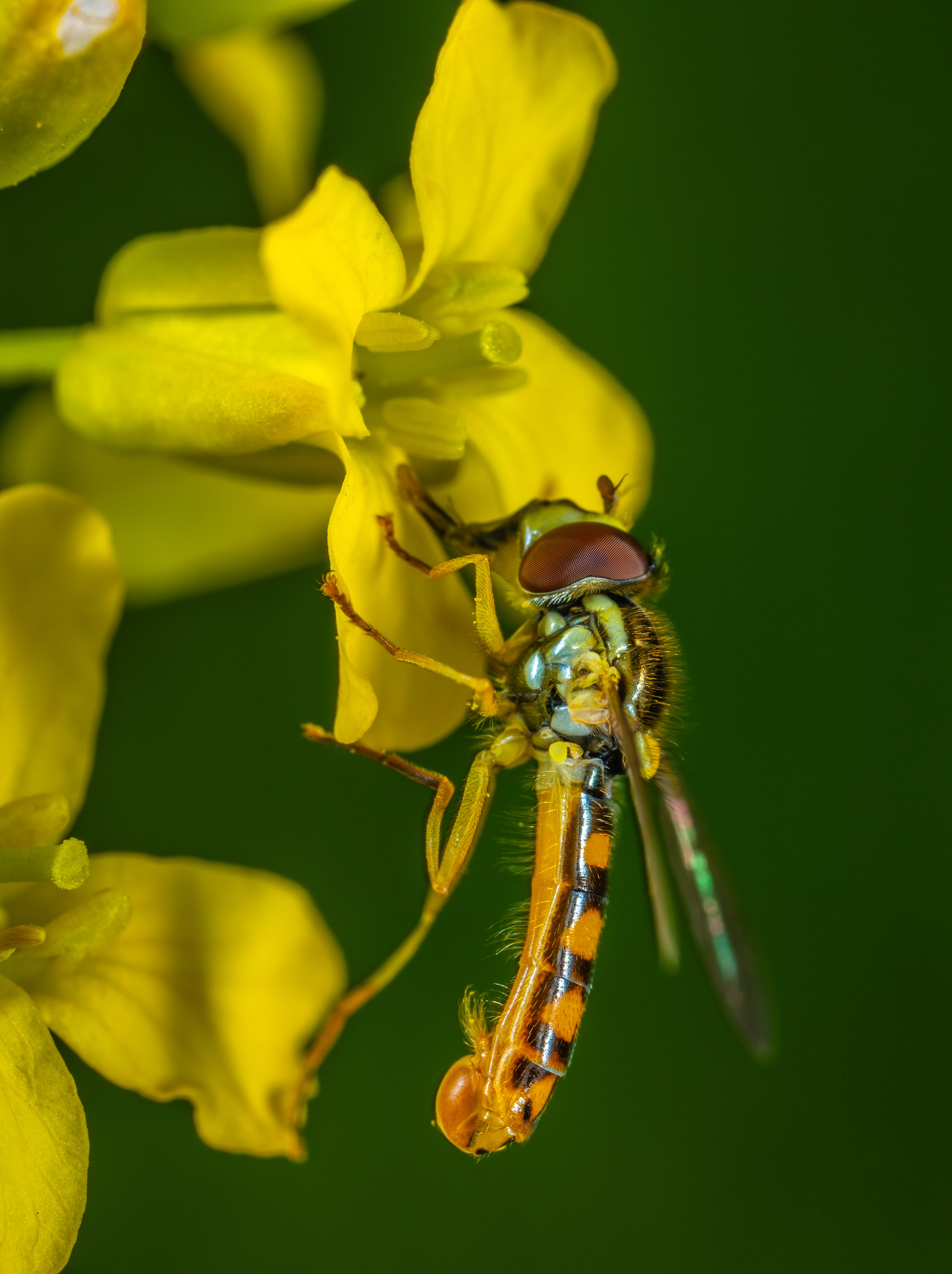 one animal, vulnerability, photography, petal, entomology, animal, wildlife, plant, summer, animal wildlife, yellow flowers, assassin flies, insect, yellow, Phone HD Wallpaper