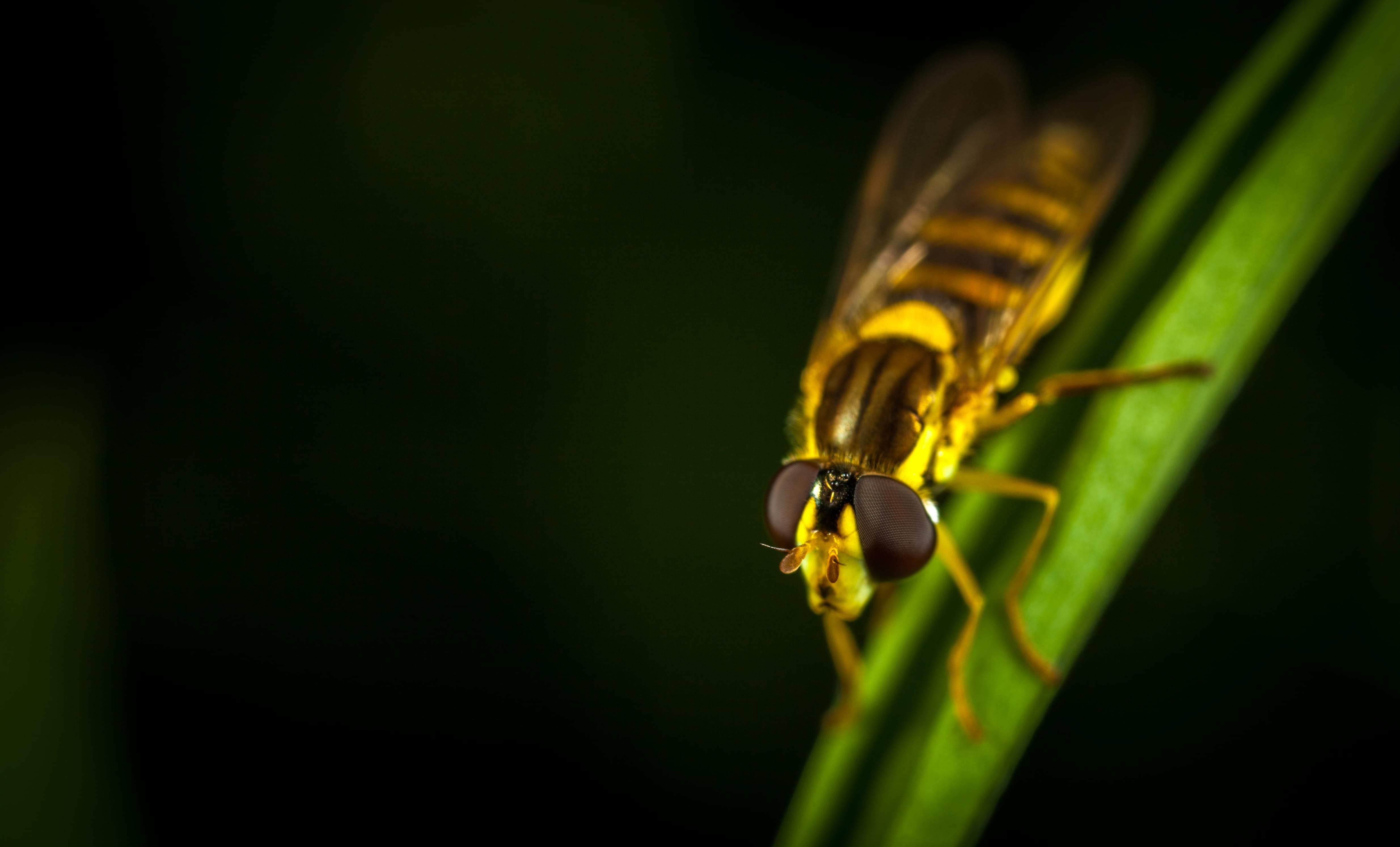 macro, outdoors, biology, close-up, wild, animals in the wild, plant part, plant, fly, photography, animal themes, animal body part, copy space, entomology, HD Wallpaper