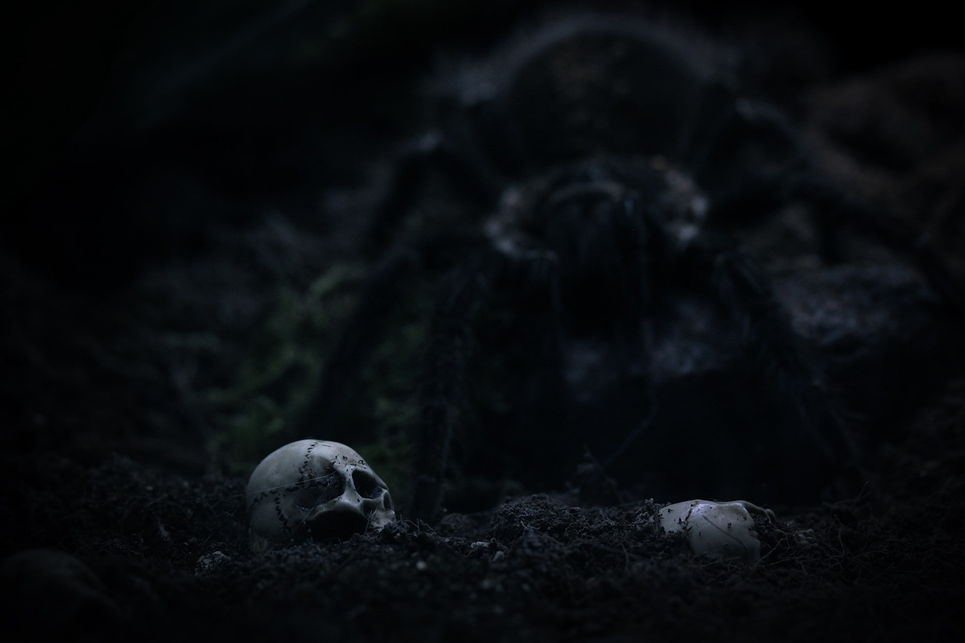 spider, 1080P, tarantula, HD Wallpaper