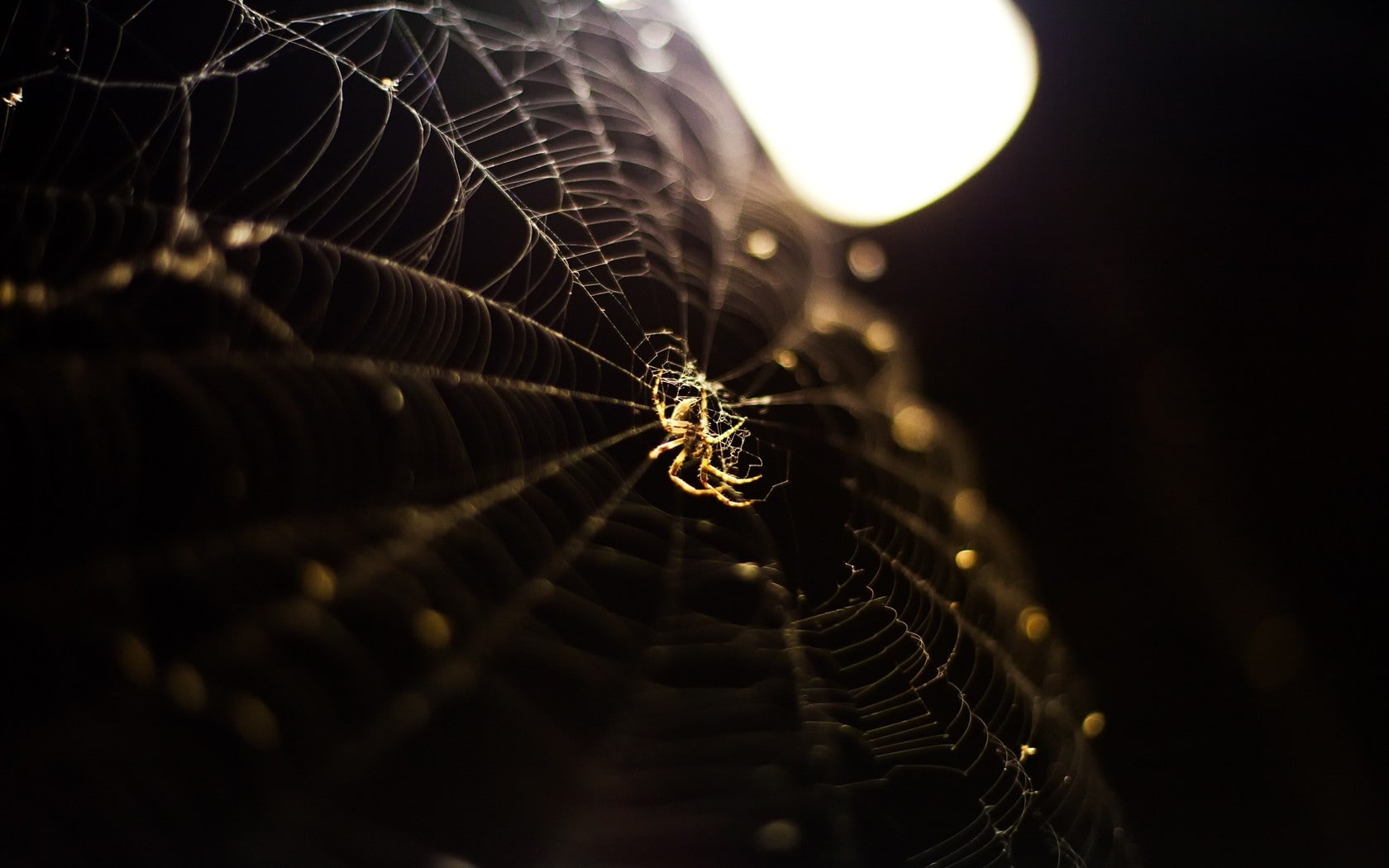 fragility, depth of field, animals in the wild, spider web, arachnid, animal wildlife, insect, animal, web, one animal, invertebrate, arthropod, beauty in nature, HD Wallpaper
