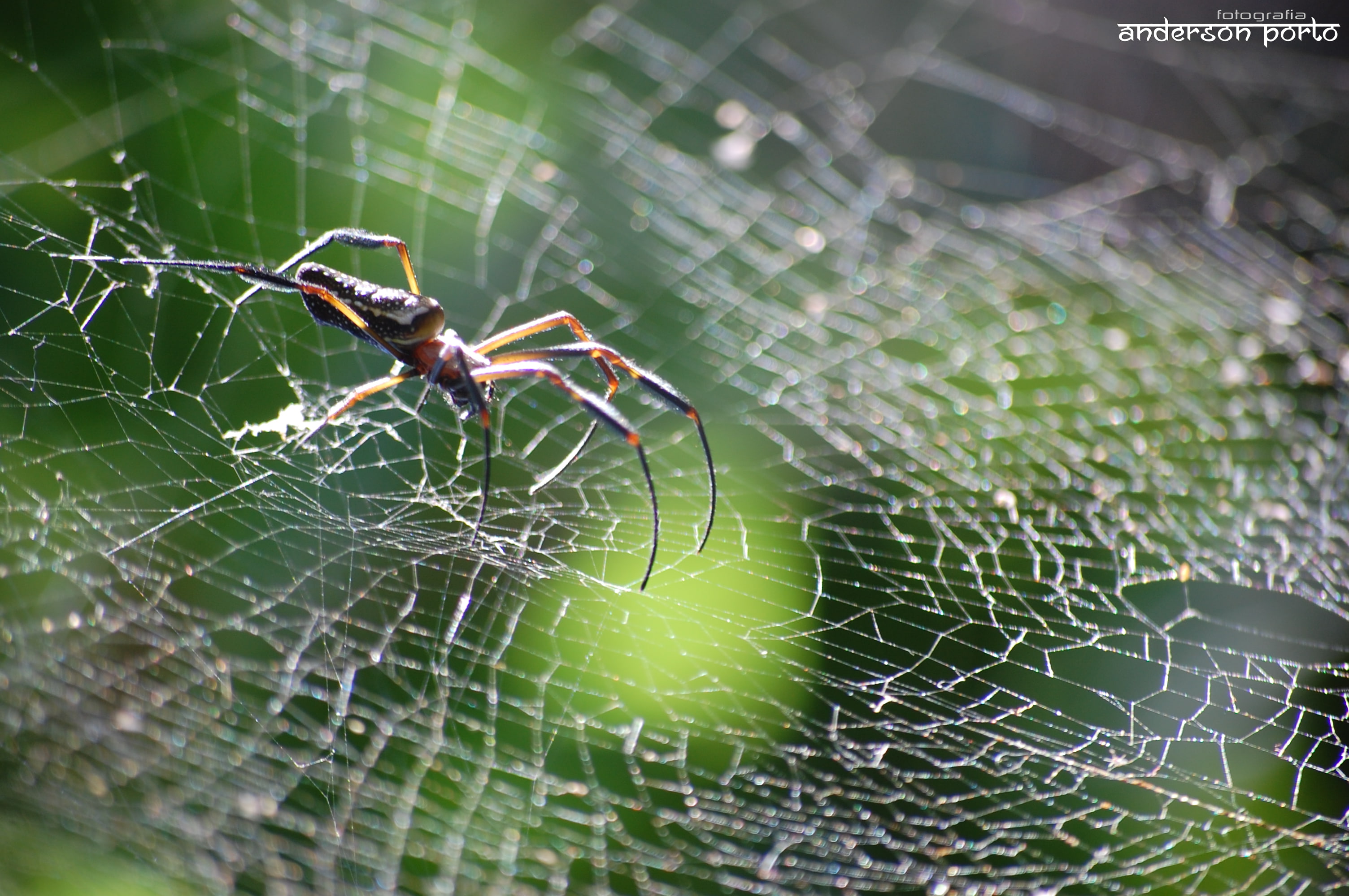 survival, one animal, fragility, animal, vulnerability, spider, day, animal leg, web, close-up, nature, spider web, arthropod, spiderwebs, focus on foreground, HD Wallpaper